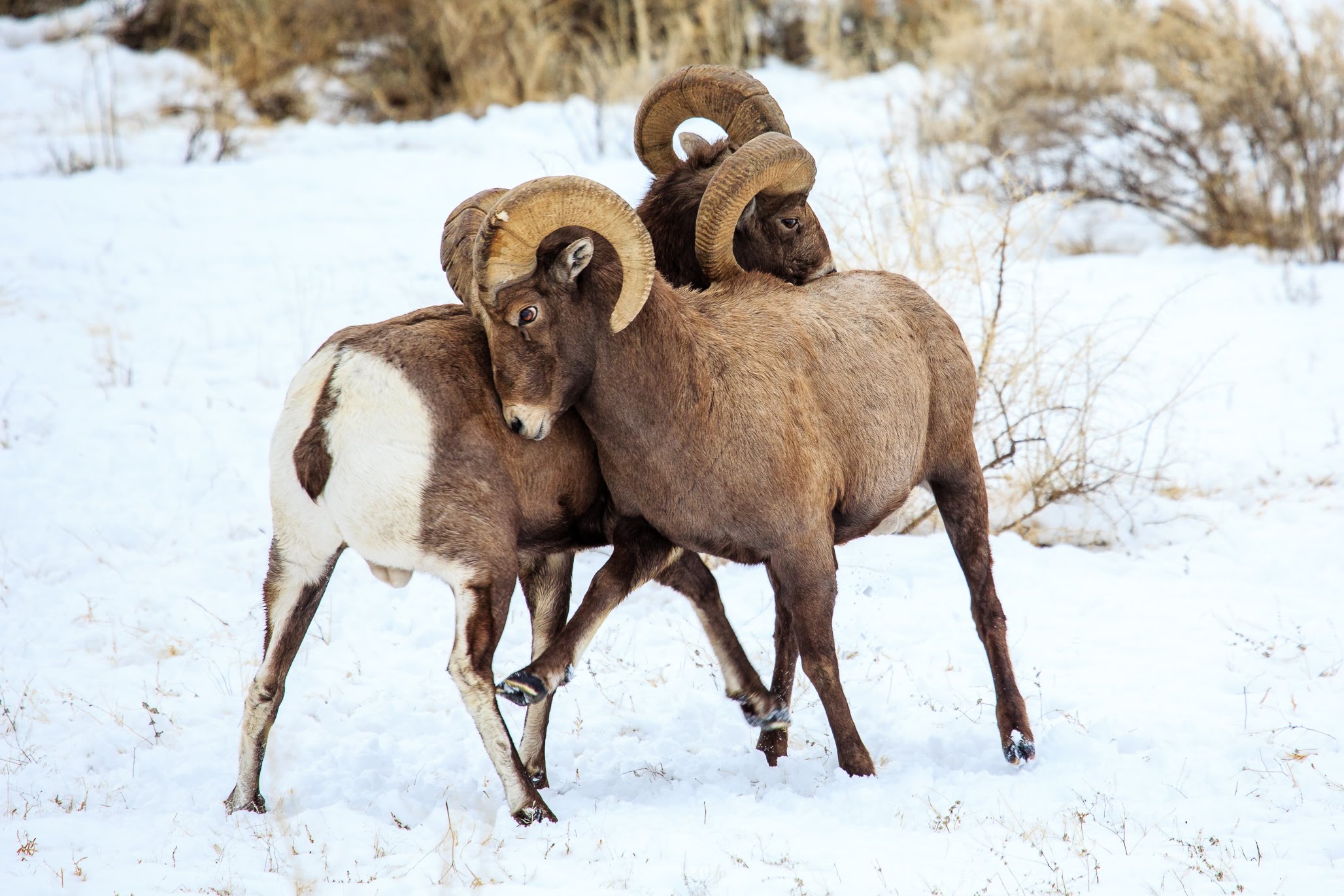 Bighorn Sheep Rut Behavior - YouTube