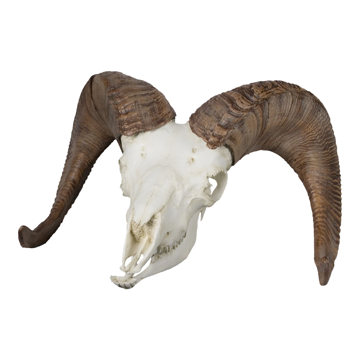 Replica Bighorn Sheep Skull (Male) For Sale – Skulls Unlimited ...