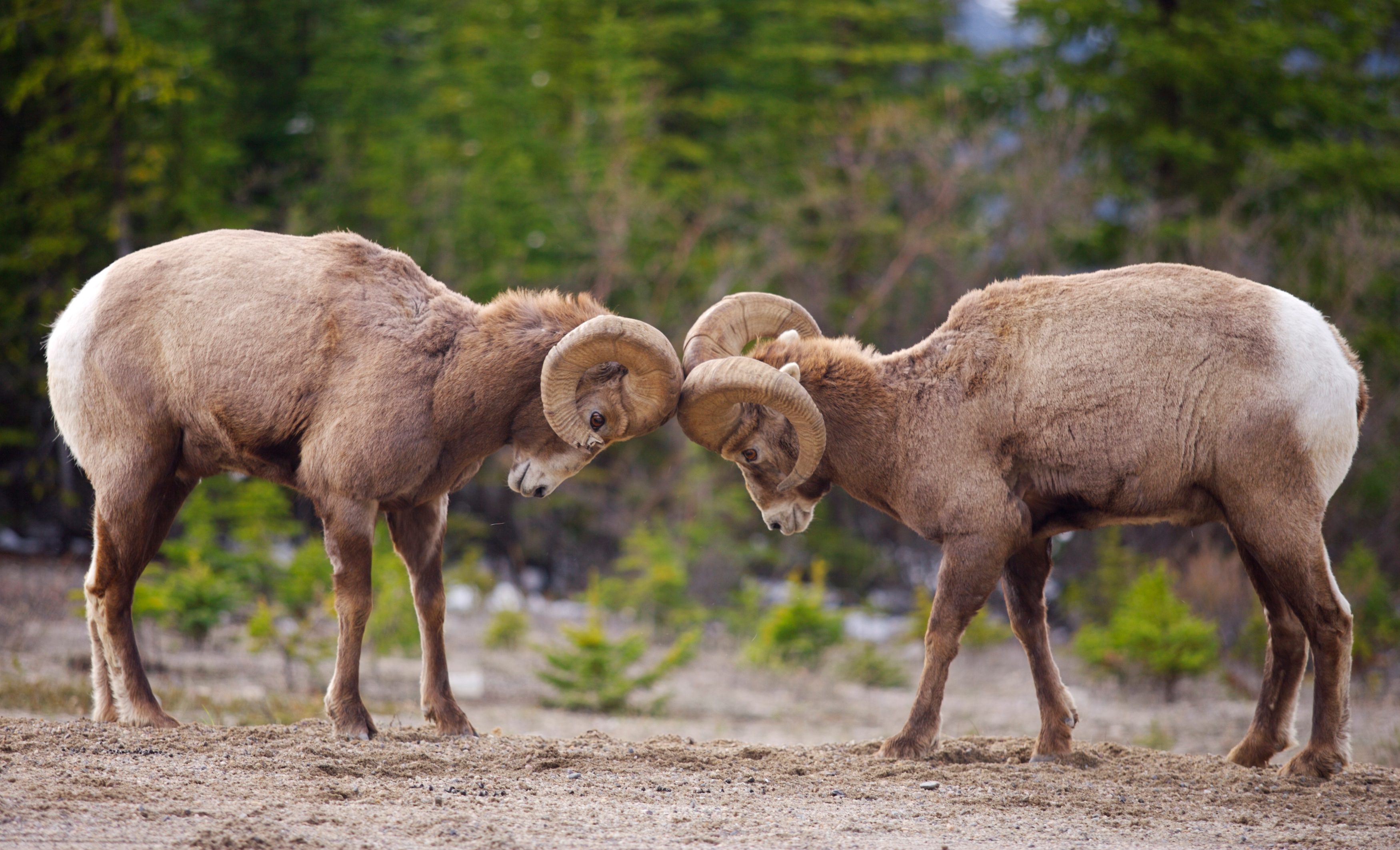 Bighorn Sheep | Conservation Northwest | Protecting, Connecting and ...