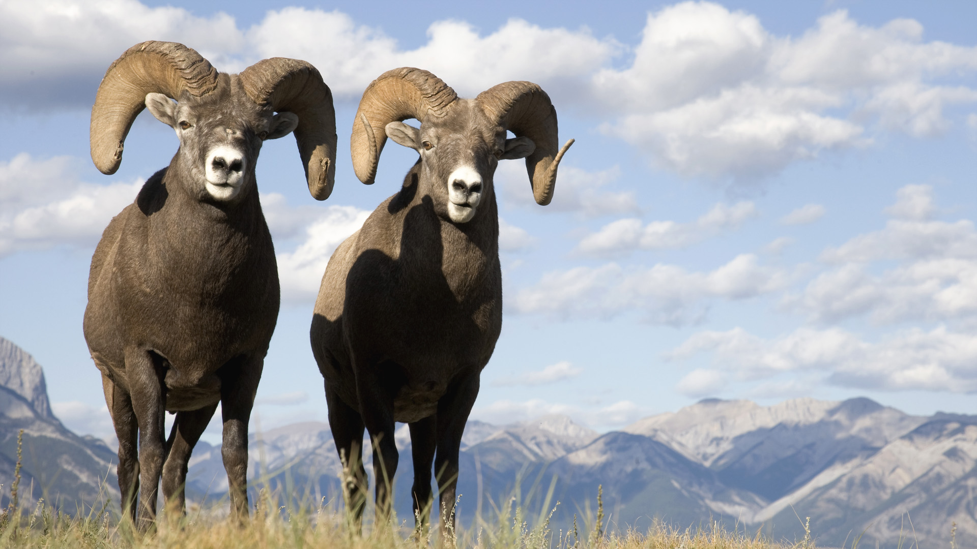 Bighorn Sheep | Fragments