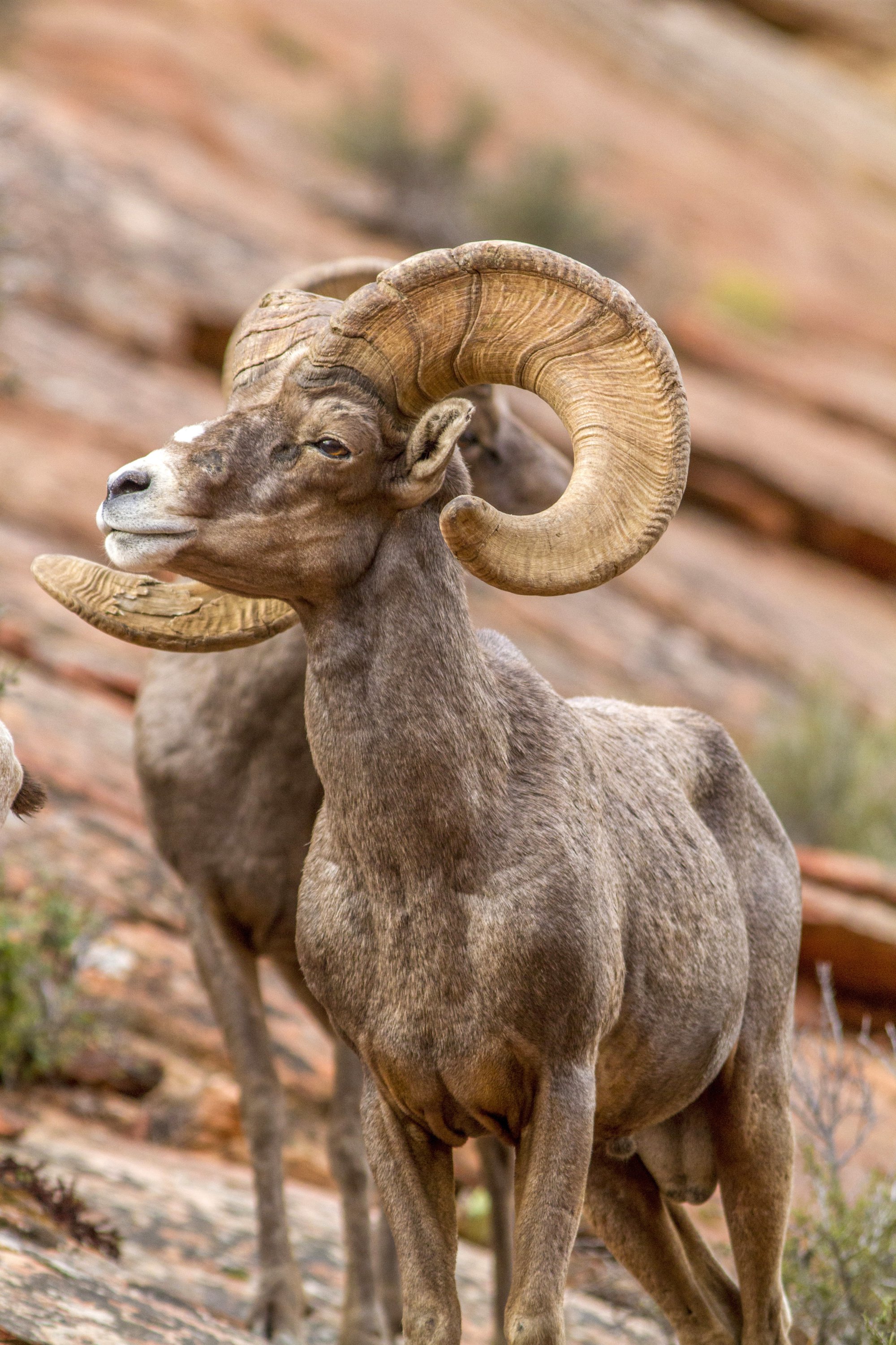 Hunting guide found guilty for allegedly poaching bighorn sheep in ...