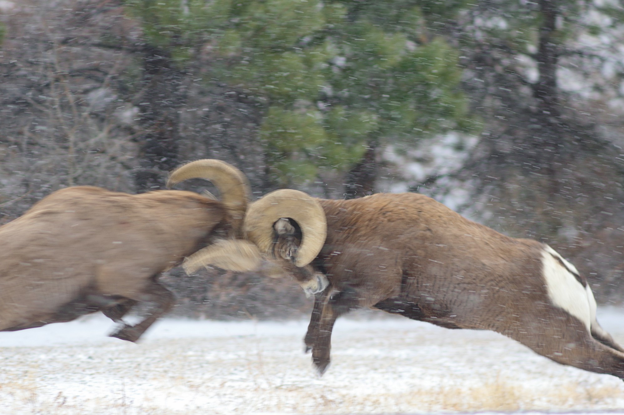 Up-close Look at Battling Bighorn Sheep – Fish and Wildlife Service ...
