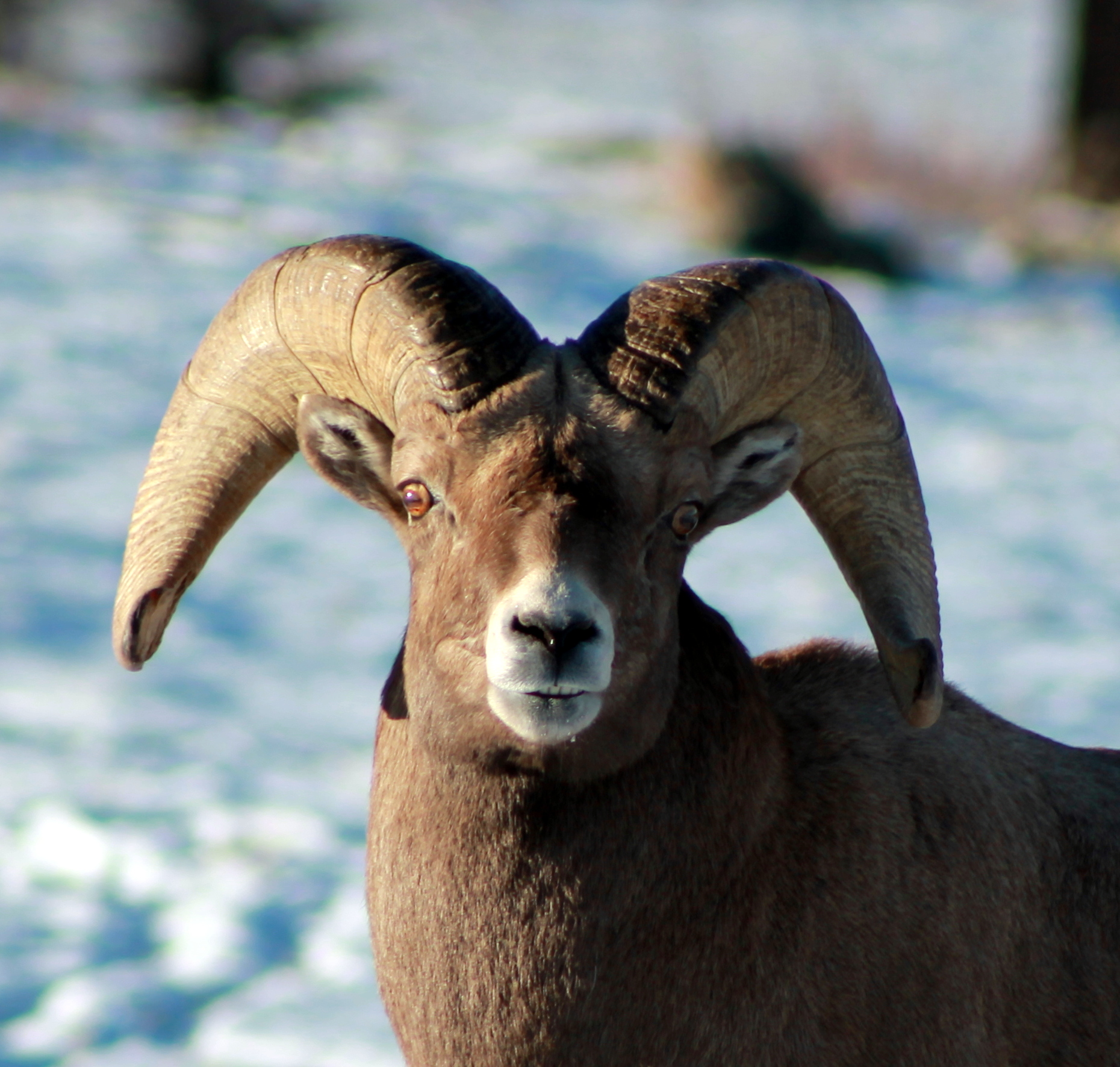 Bighorn sheep tours offer rare up-close viewing of elusive animals ...