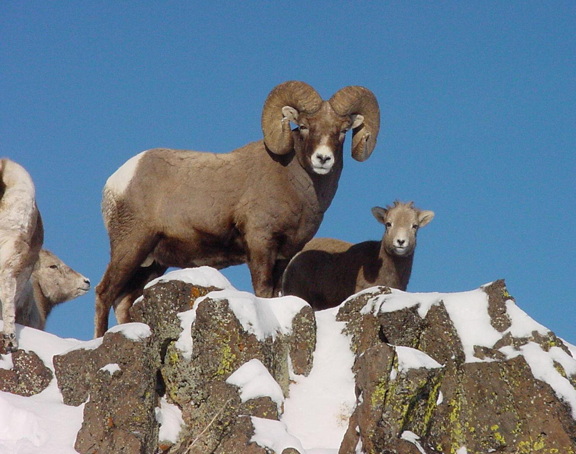 Idaho bighorn sheep lottery tag won by California hunter | The ...