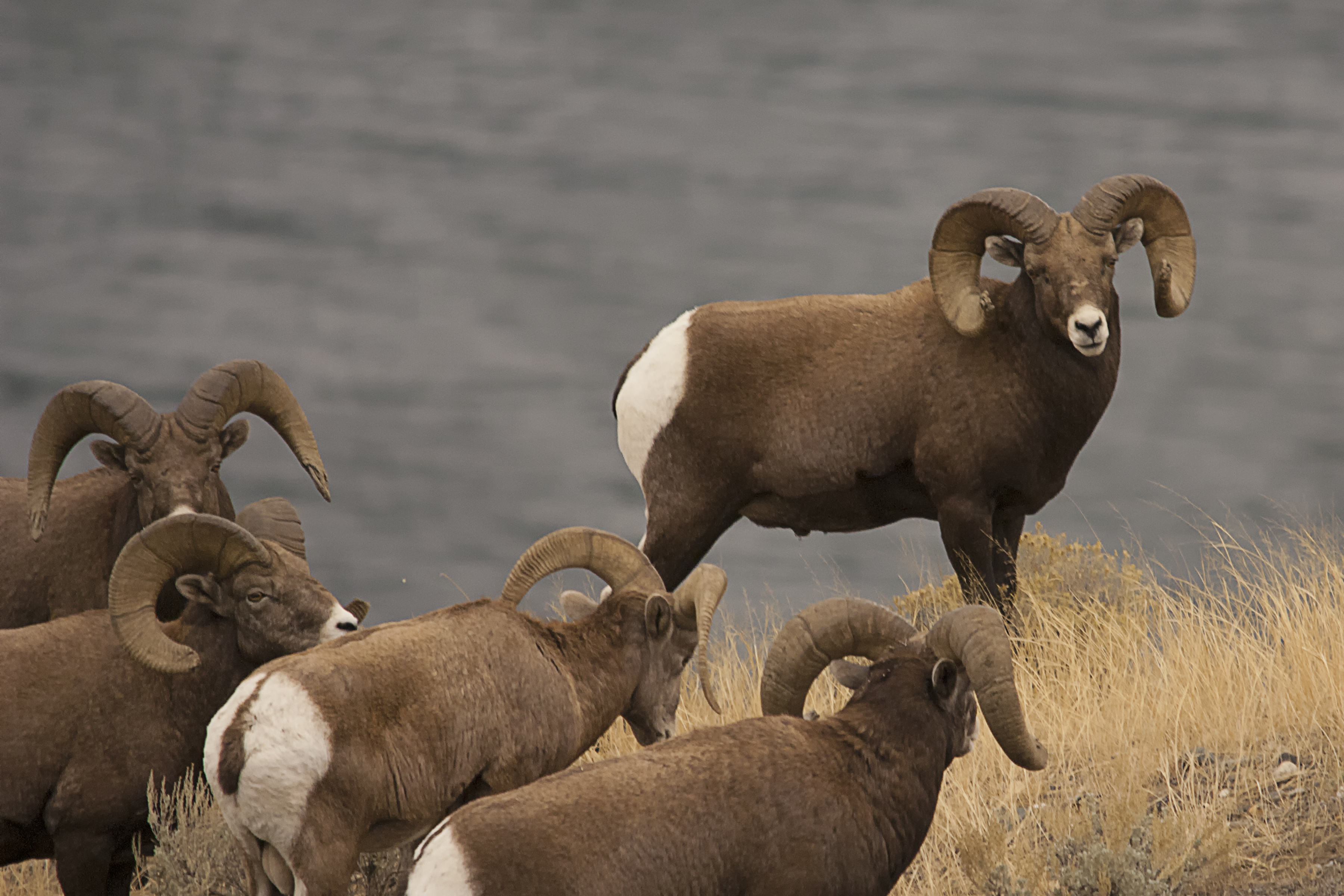 bighorn sheep | Enmanscamera's Blog - Kamloops