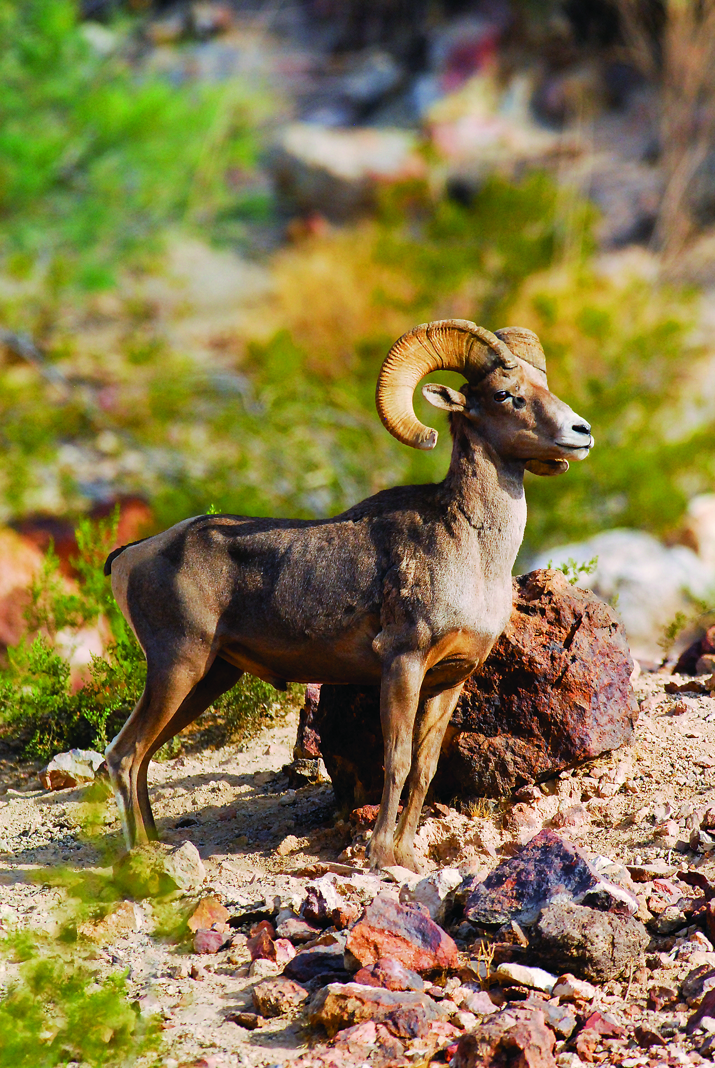 A New Life for Bighorn Sheep in the Land of Laughing Waters – Cool ...