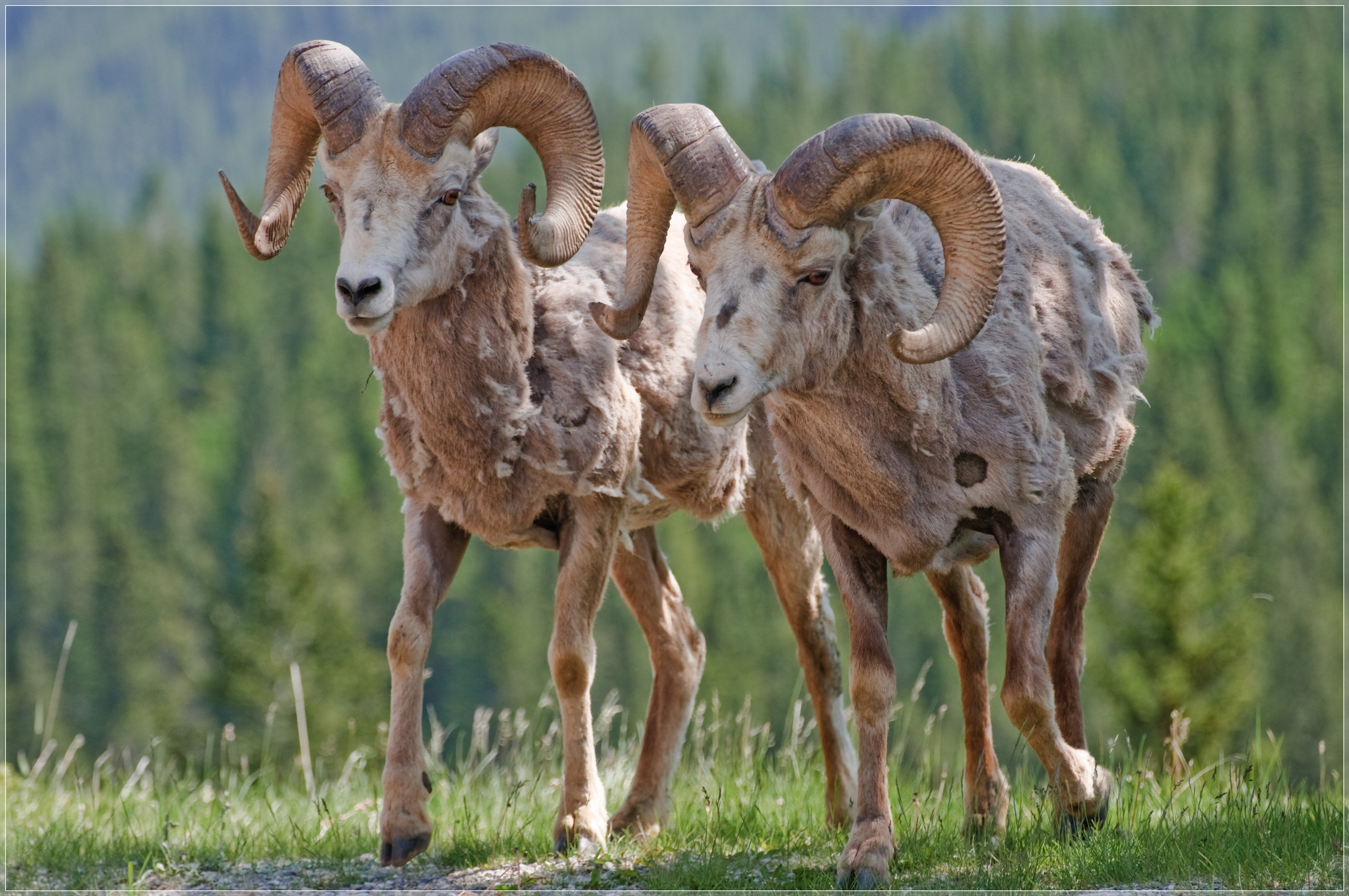 File:Bighorn Sheep (4276630893).jpg - Wikimedia Commons