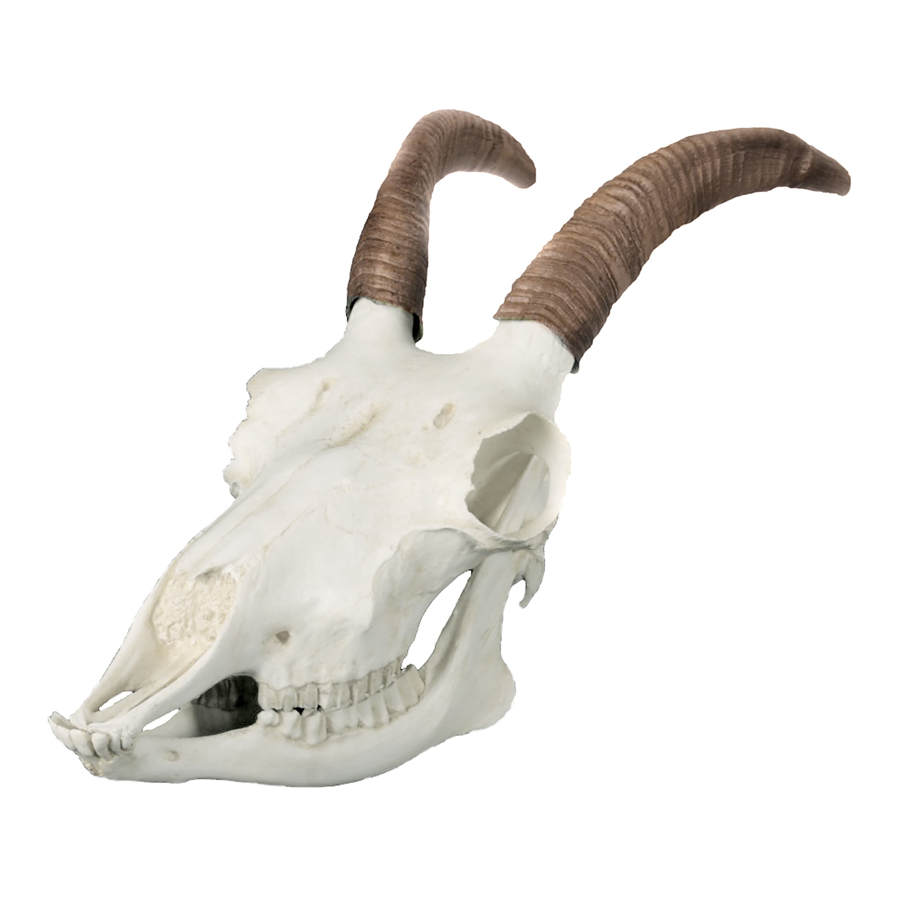 Replica Bighorn Sheep Skull (Female) For Sale – Skulls Unlimited ...