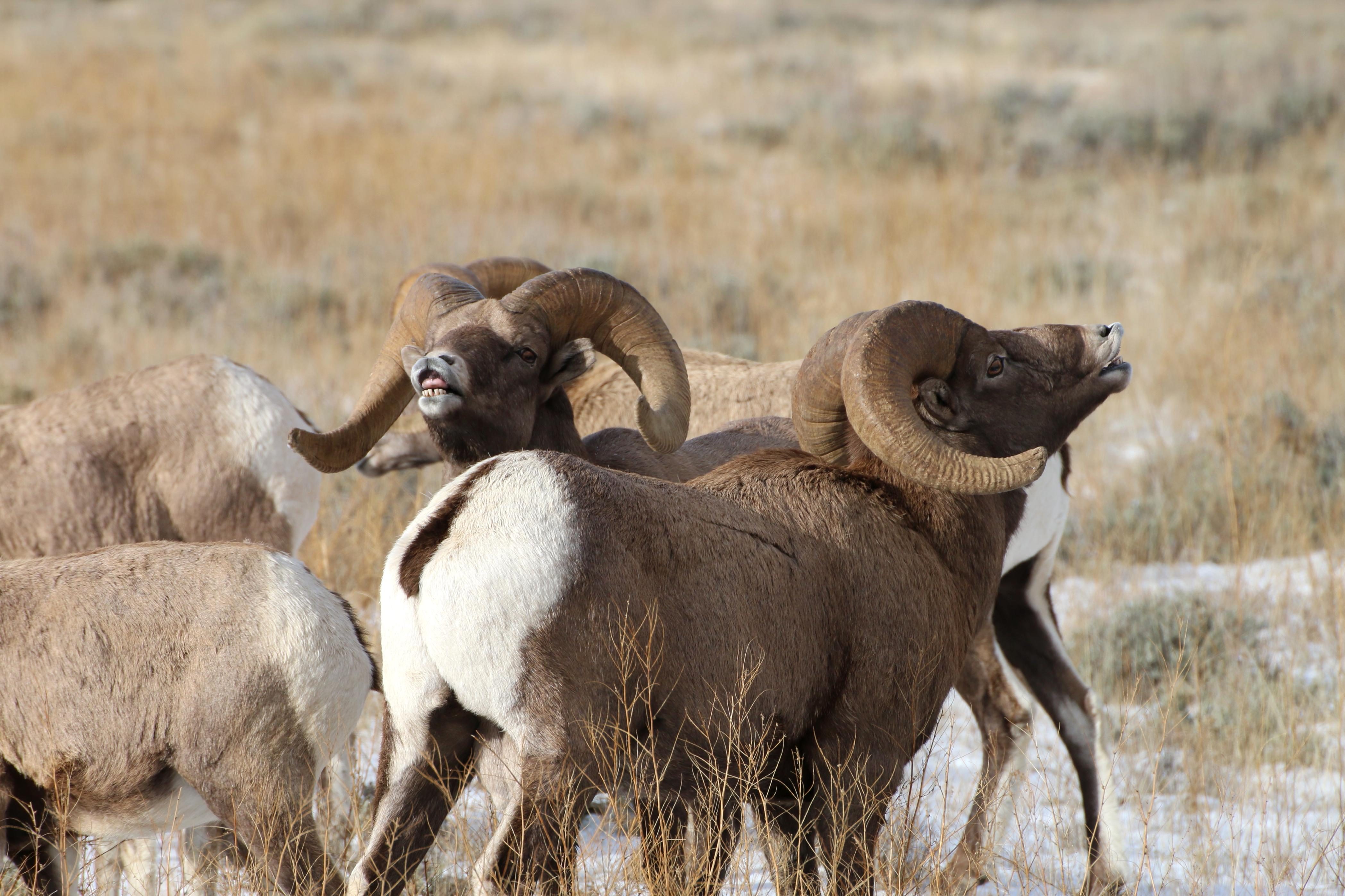 Help Fund Bighorn Sheep Research