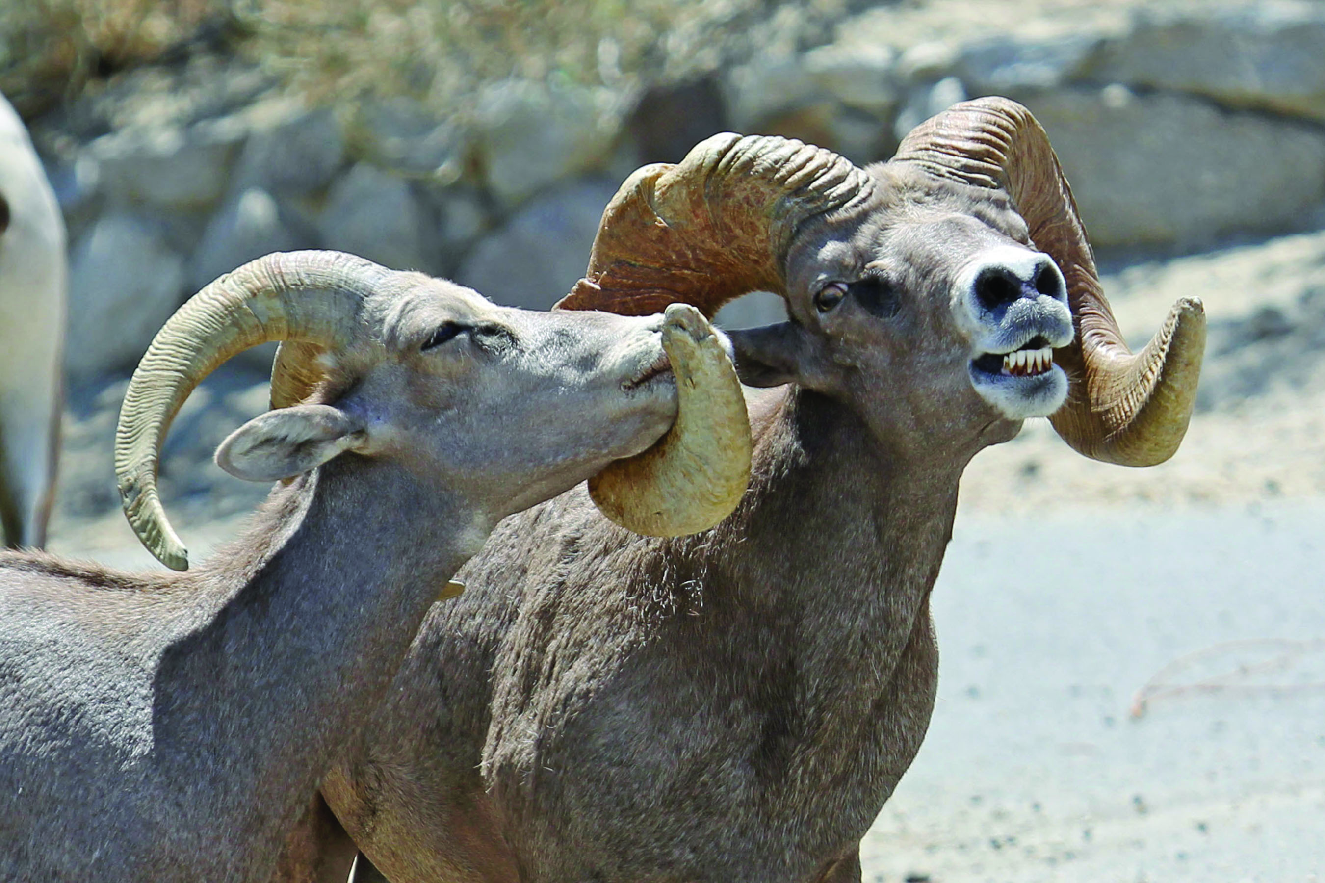 Desert Icons: Bighorn Sheep | News | San Diego County News Center