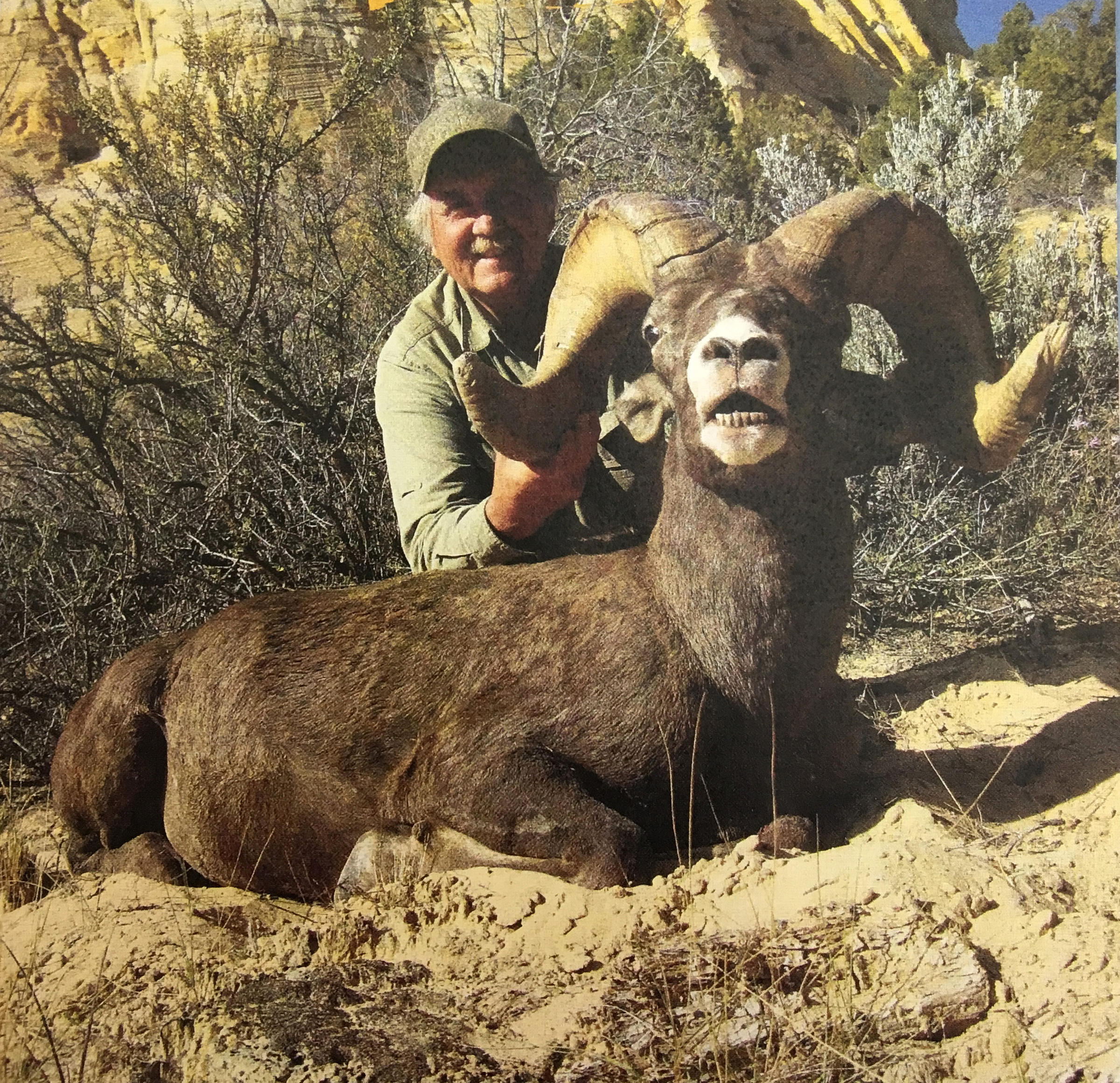 Hunting Guide Illegally Kills Desert Bighorn Sheep in Utah | UPR ...