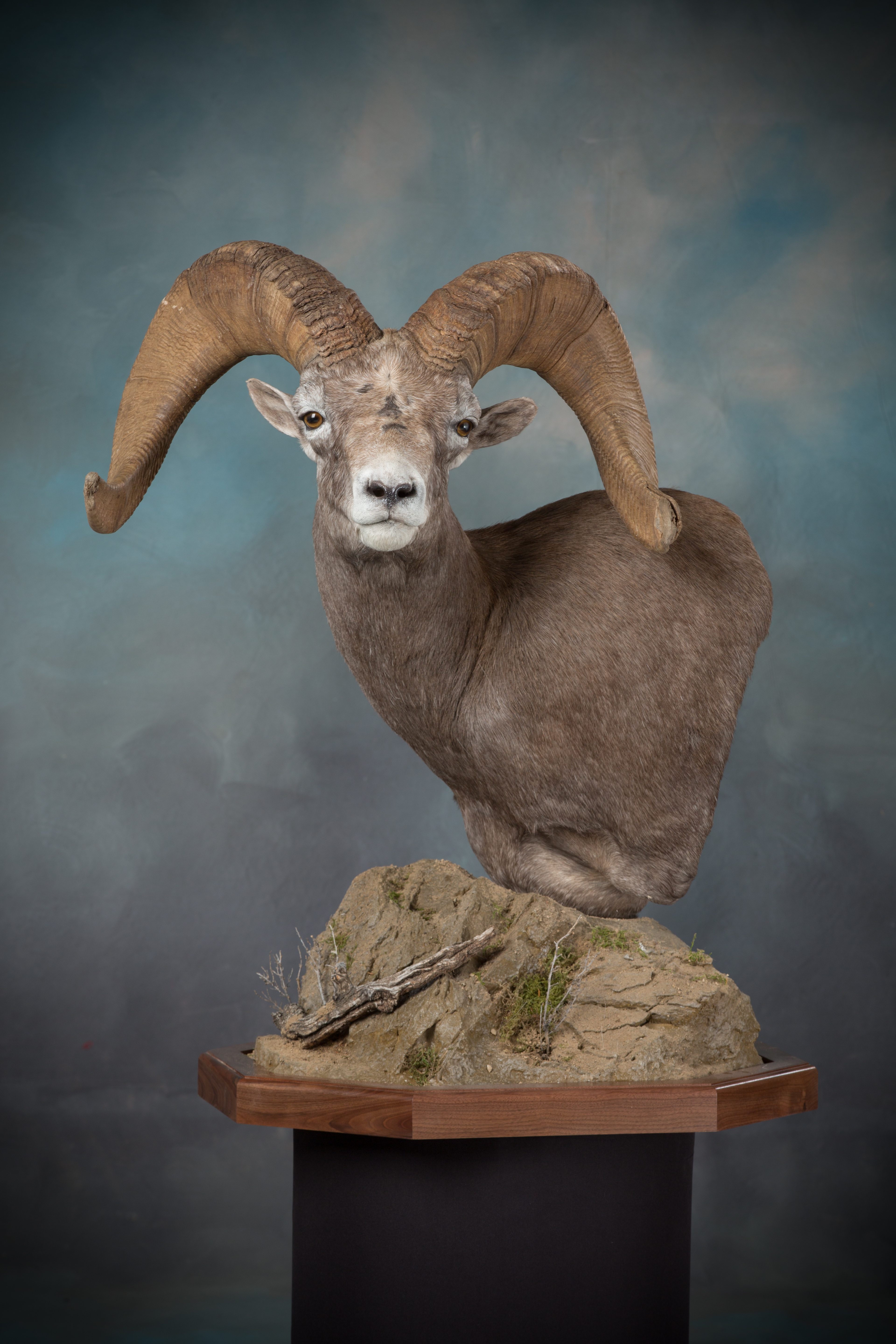 Desert Bighorn Sheep | Ohio Taxidermy Supply
