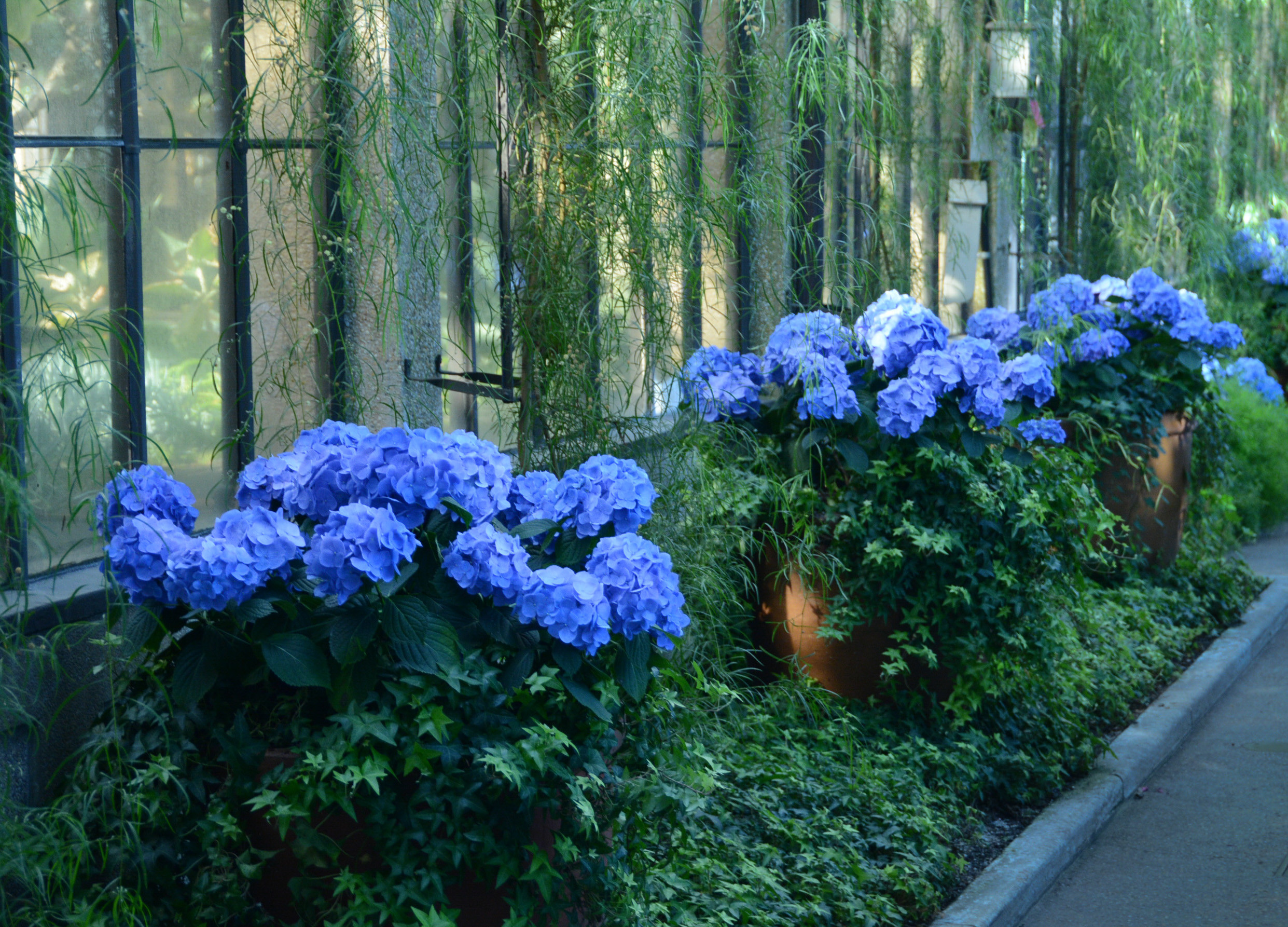 Bigleaf Hydrangea | Longwood Gardens
