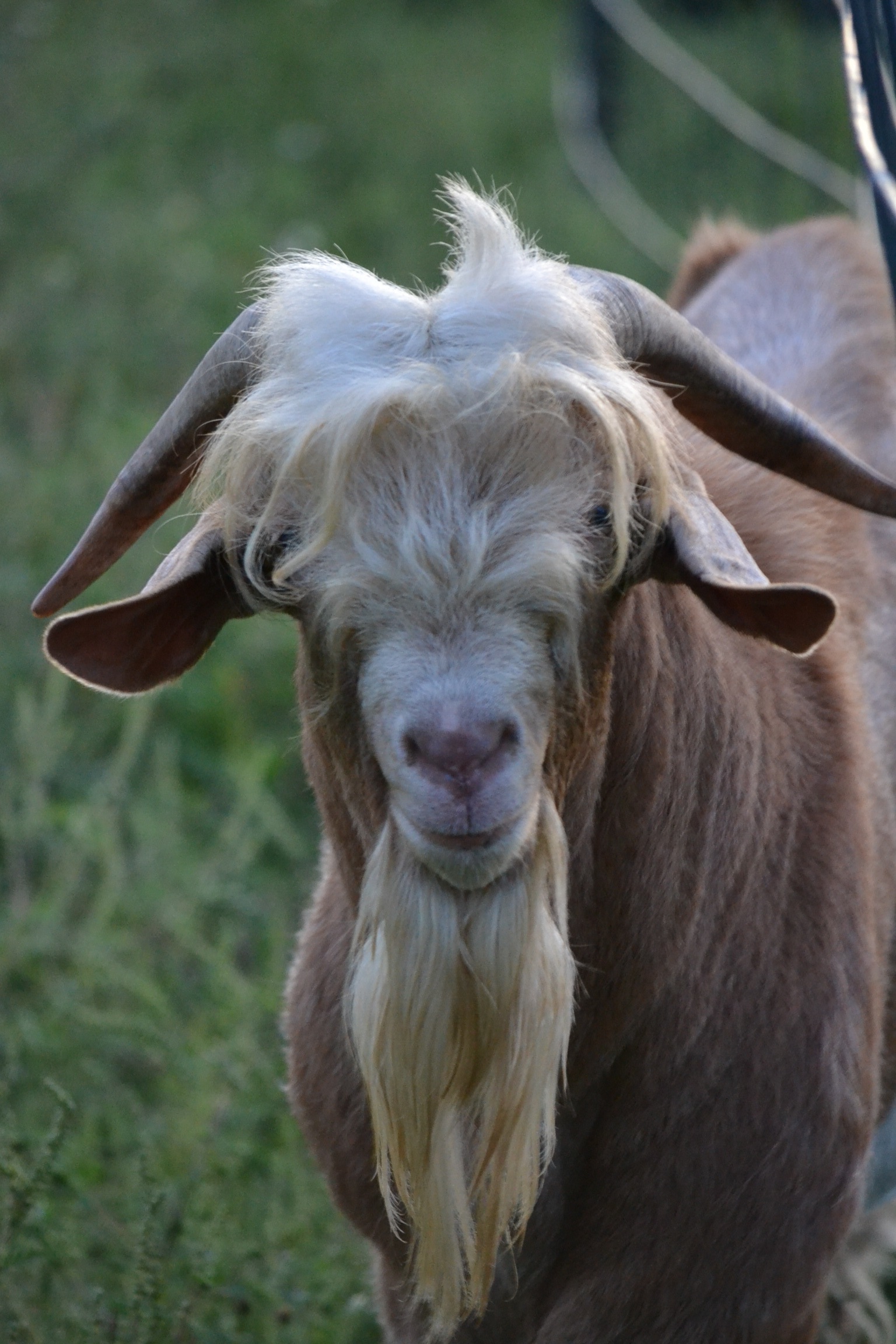 The meaning and symbolism of the word - «Billy-Goat»