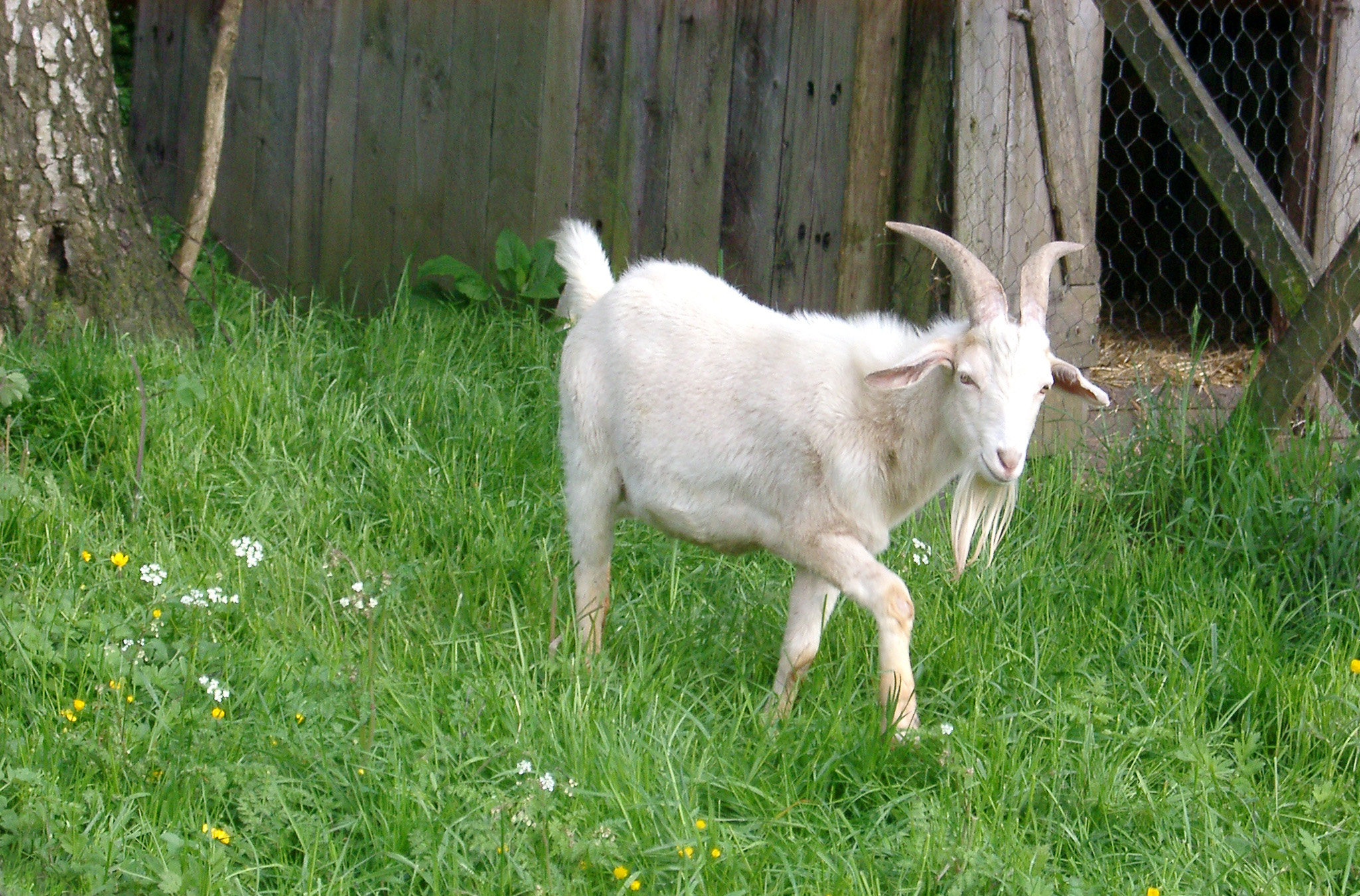Free image of billy goat