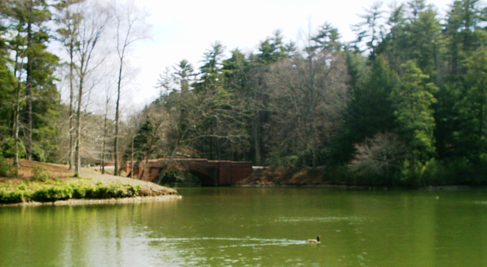 Biltmore estate bass pond photo