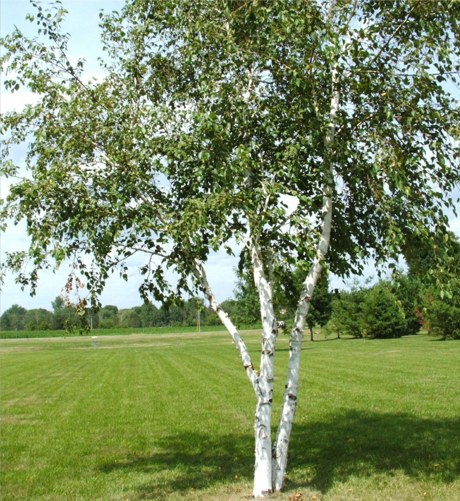 Betula Papyrifera (White Birch) – Nova Tree