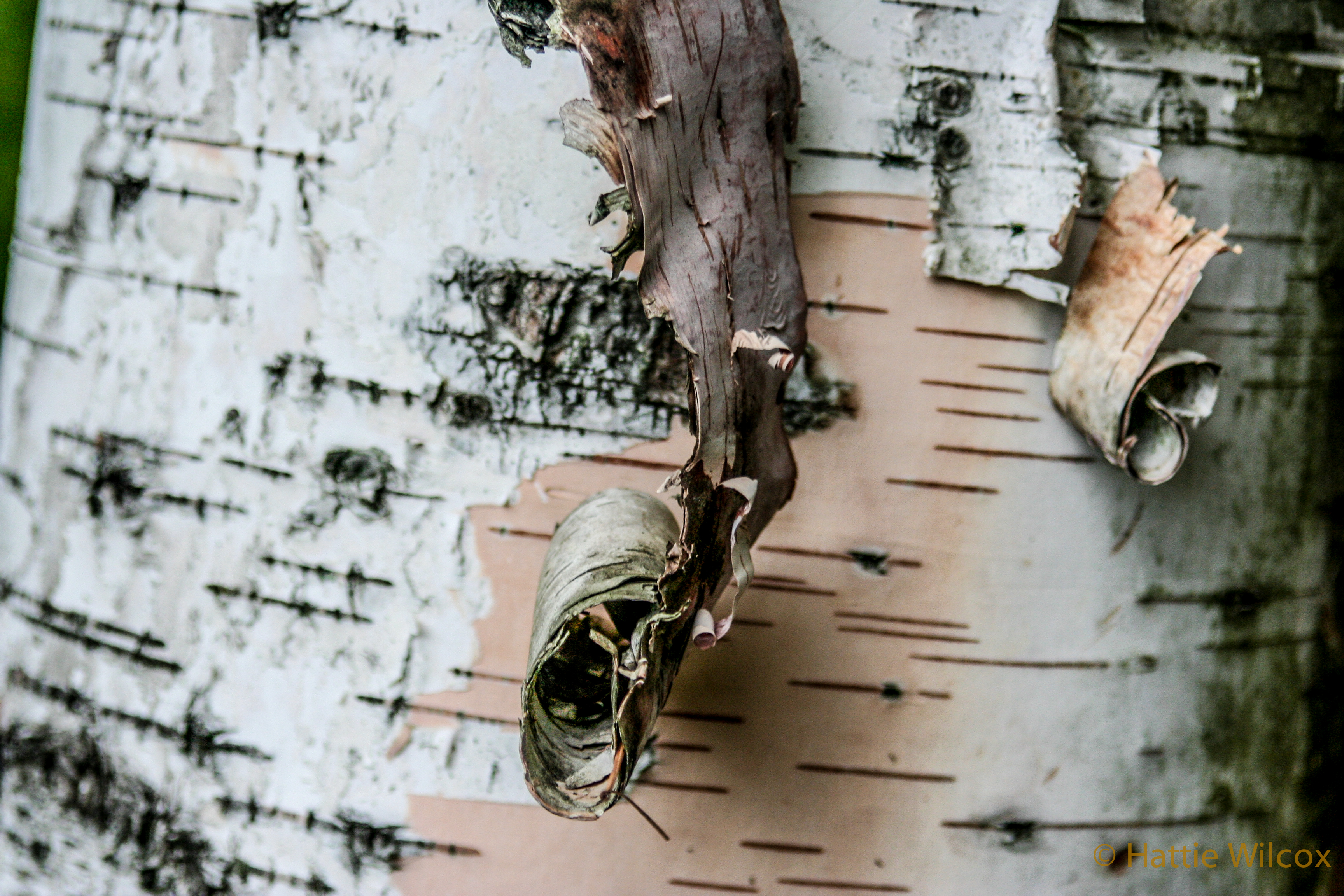 birch bark | Available Light Only