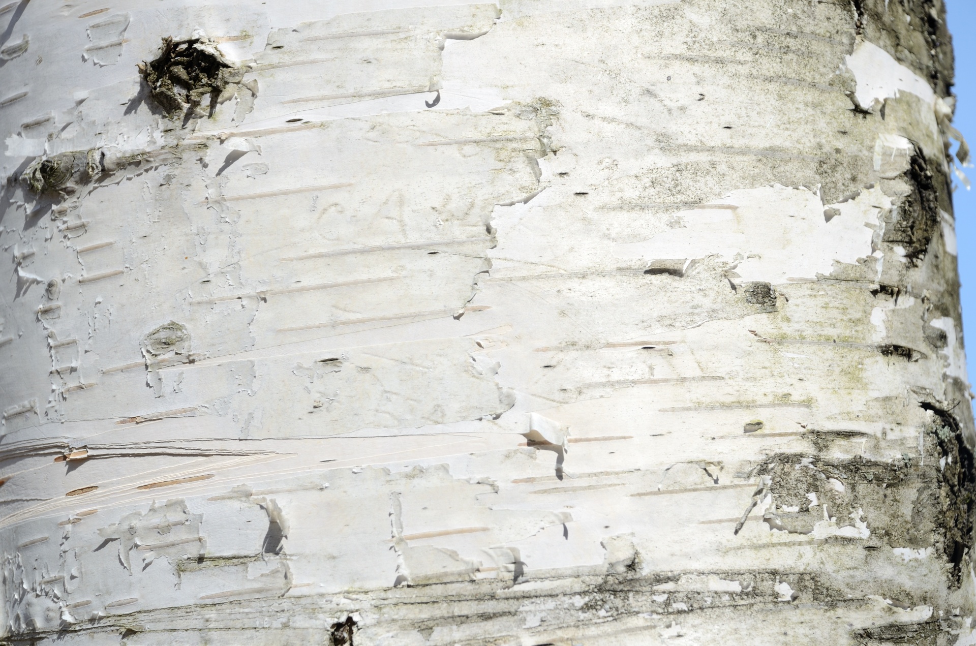 Birch Bark Background Free Stock Photo - Public Domain Pictures