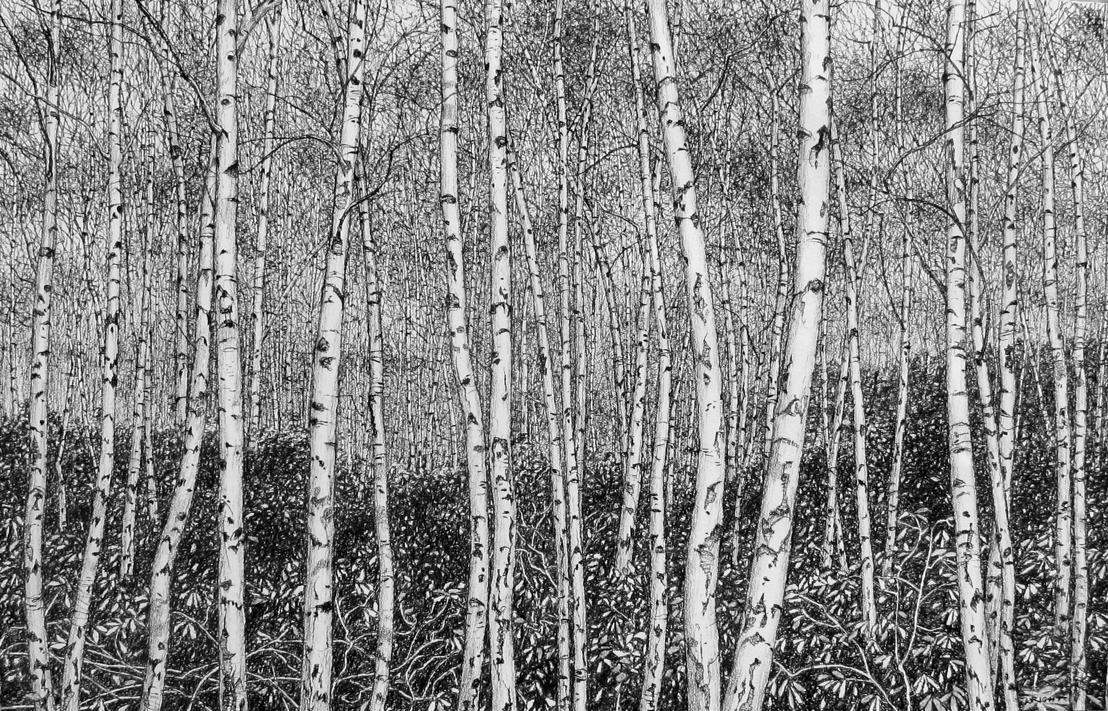 Silver Birch Forest - SOLD - Roy Wright - The Drang Gallery