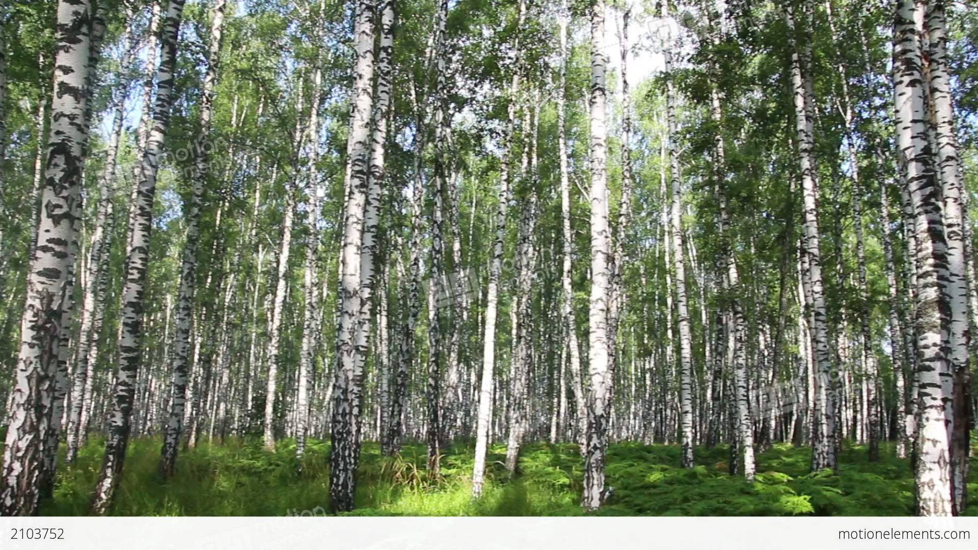 Summer Birch Forest In Russia Stock video footage | 2103752