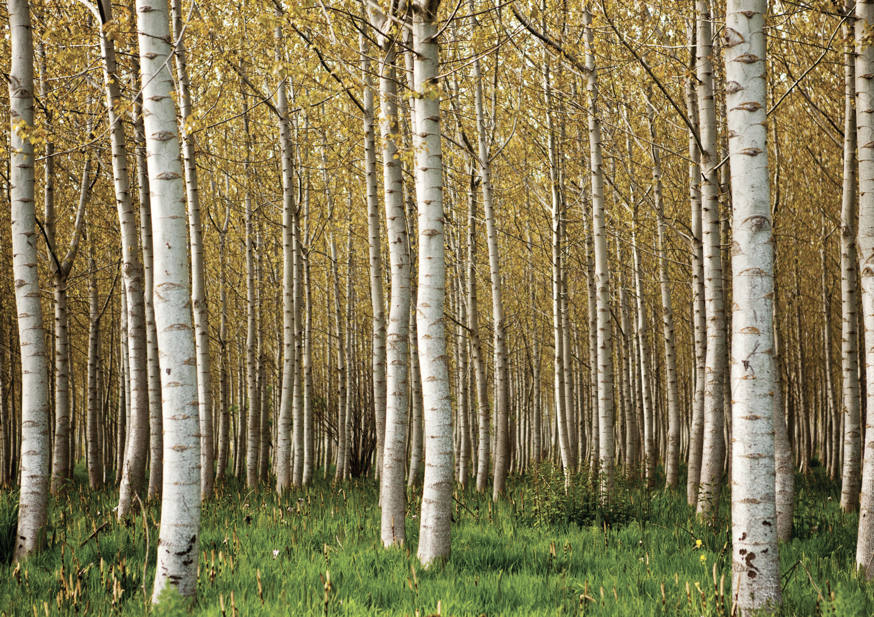 Silver Birch Forest | STRETCHED CANVAS/ PRINTED PANELGrafico Custom ...