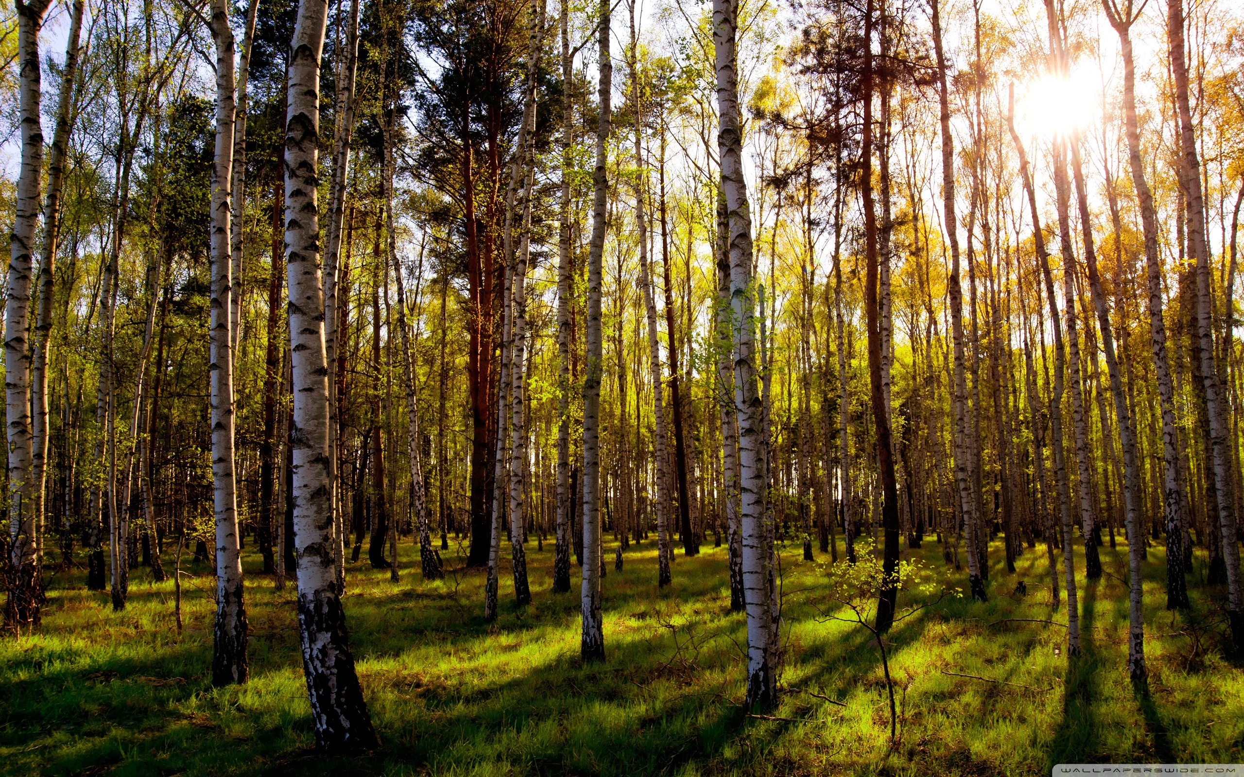 Leafless Birch Forest ❤ 4K HD Desktop Wallpaper for 4K Ultra HD TV ...