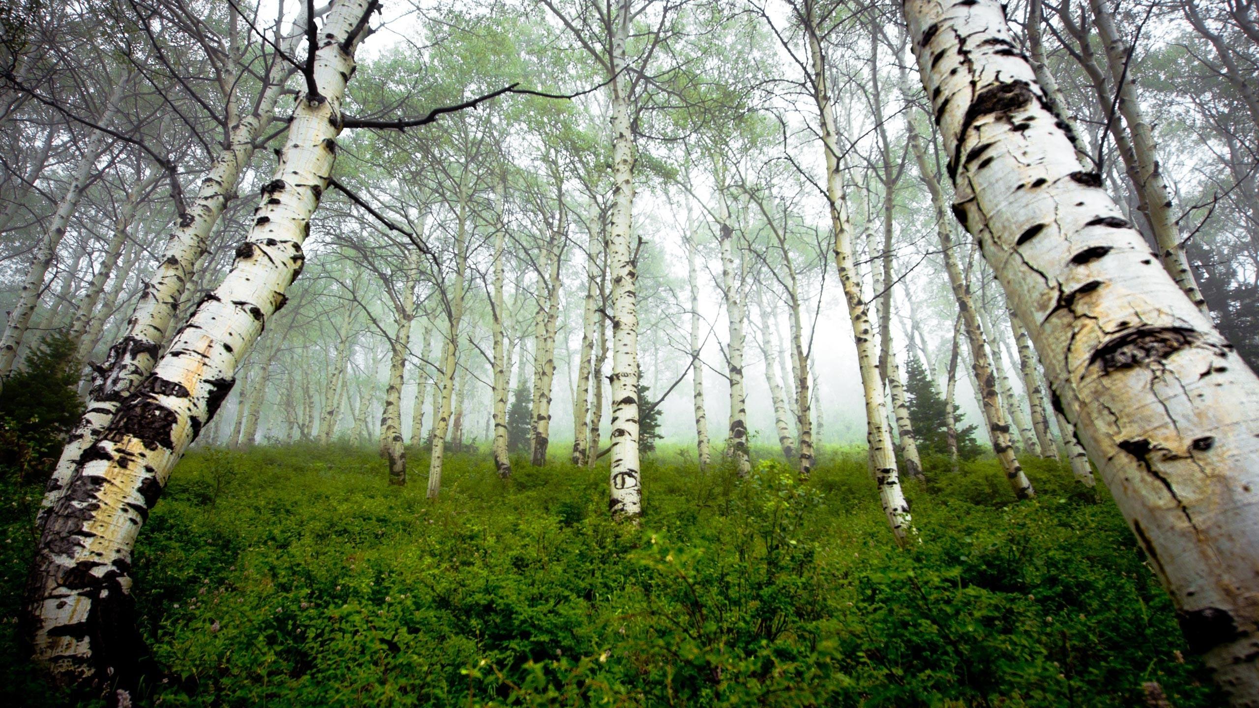 Birch Forest Wallpaper Hd Nature Widescreen For Androids Images ...
