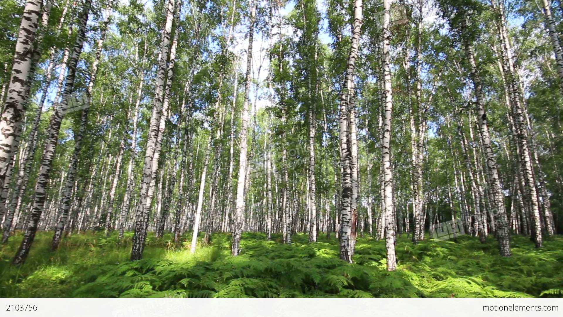 Summer Birch Forest In Russia Stock video footage | 2103756