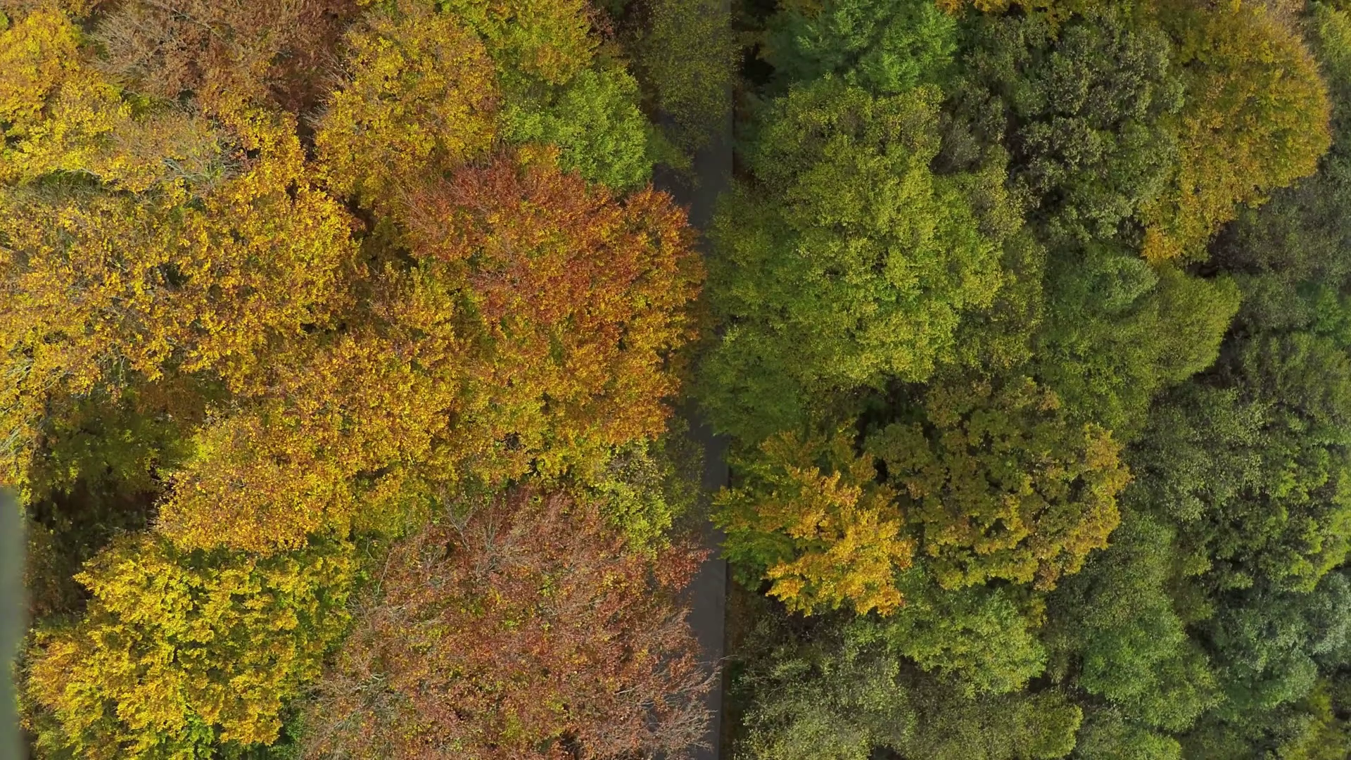 AERIAL view, flight over birch forest in the autumn mountain ...