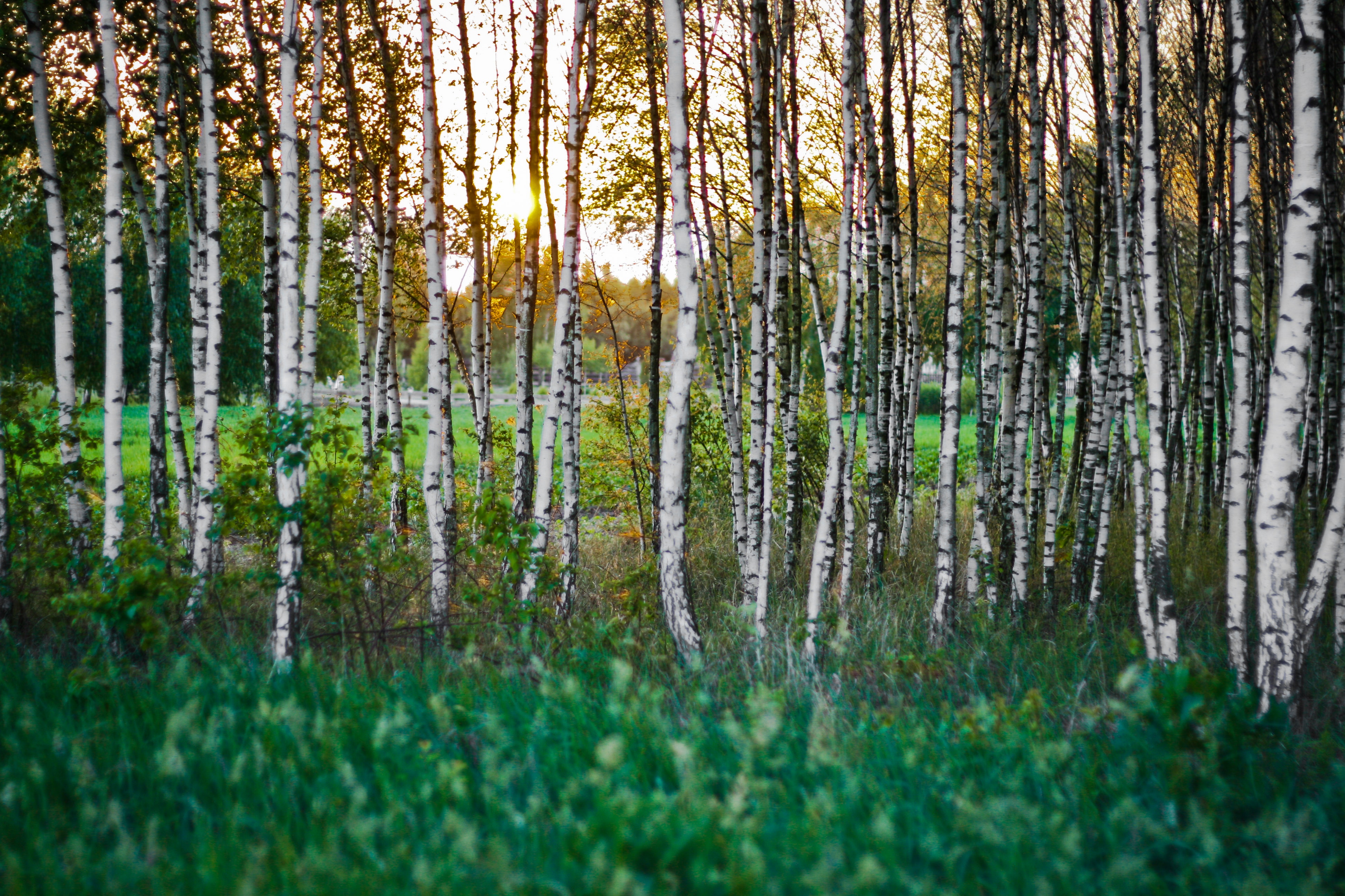 Birch forest, Birch, Outdoors, Wood, Trees, HQ Photo