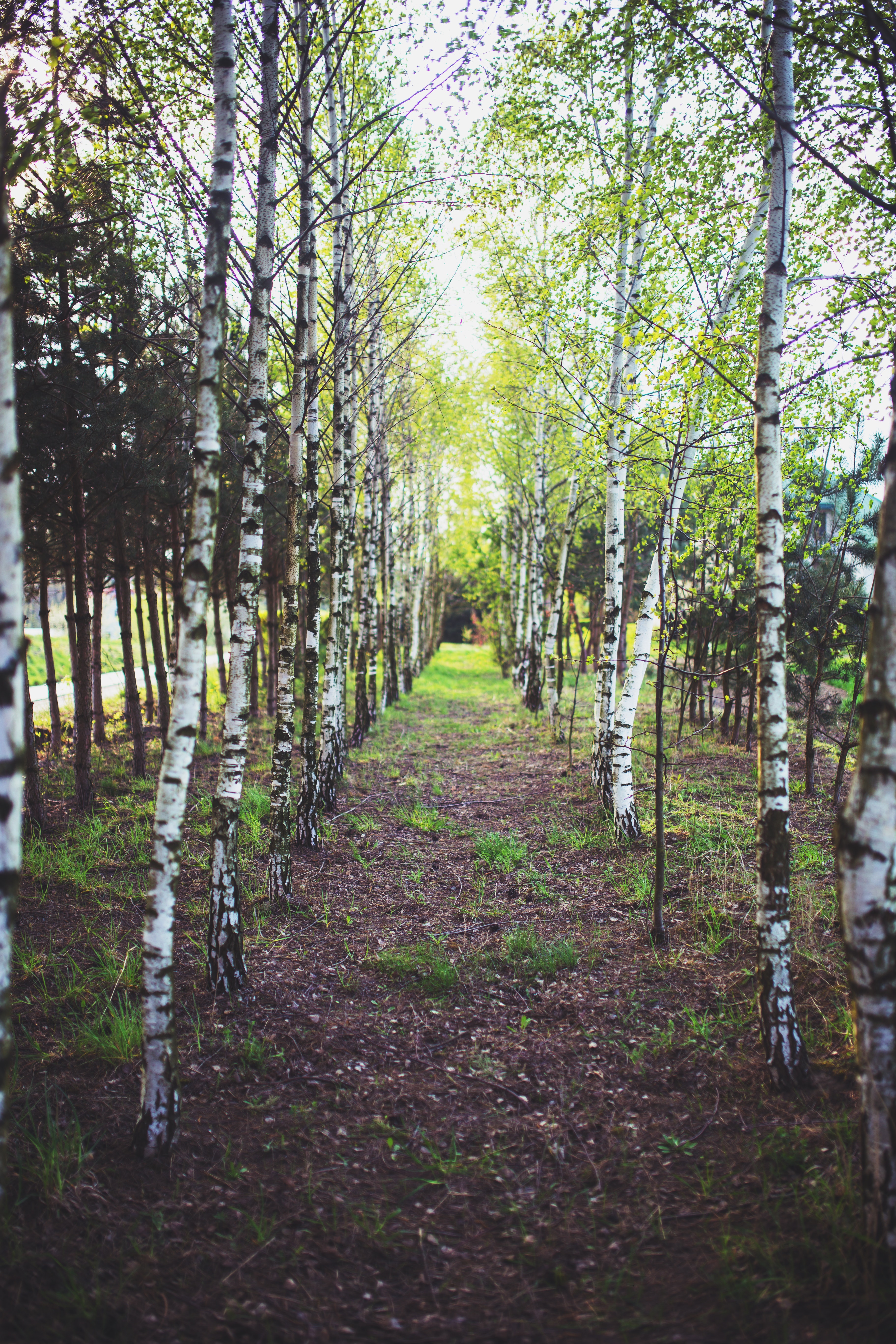 Birch forest, Birch, Park, Wood, Trees, HQ Photo