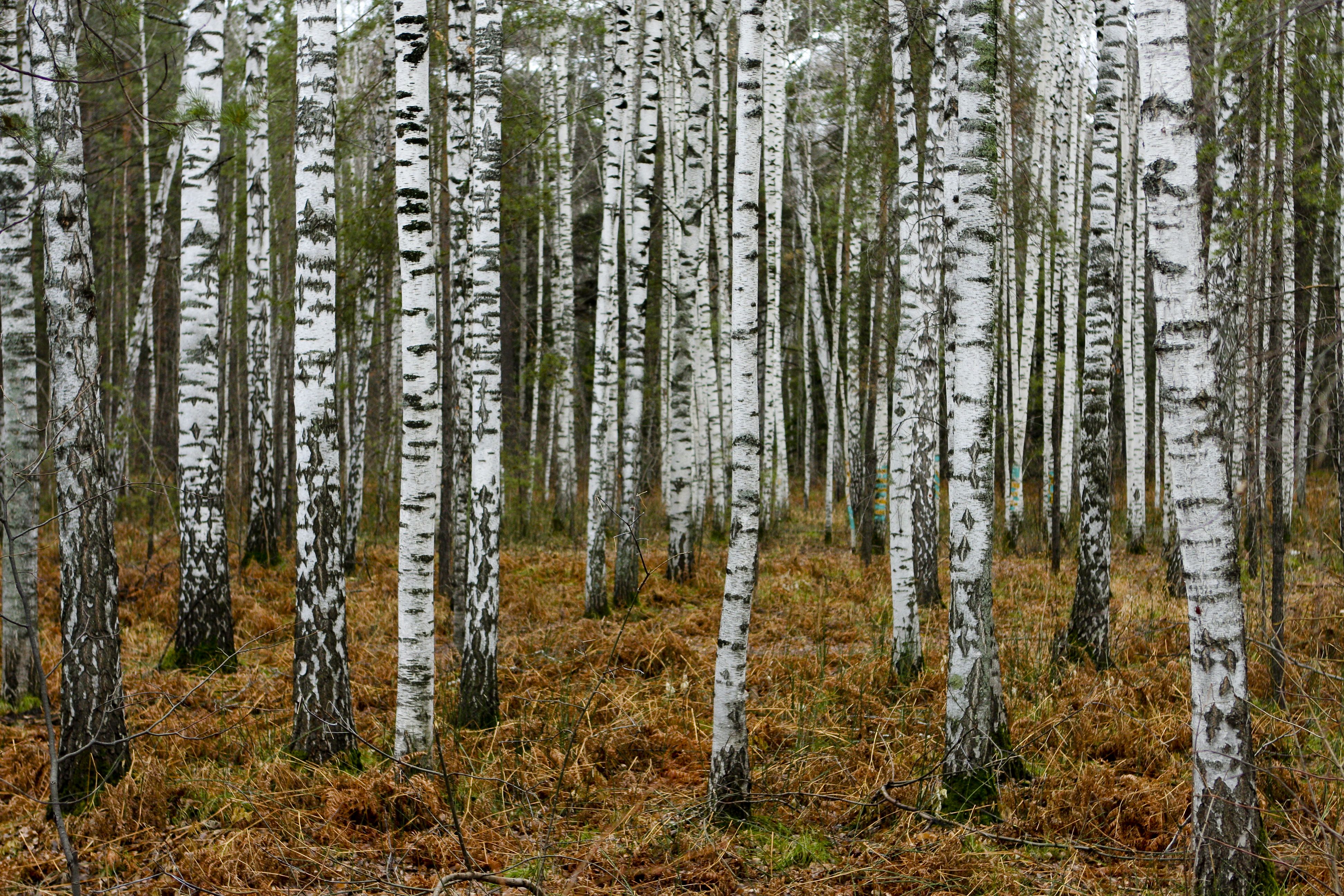 Vika's birch forest | Mood Board: The Crown's Game by Eveyn Skye ...