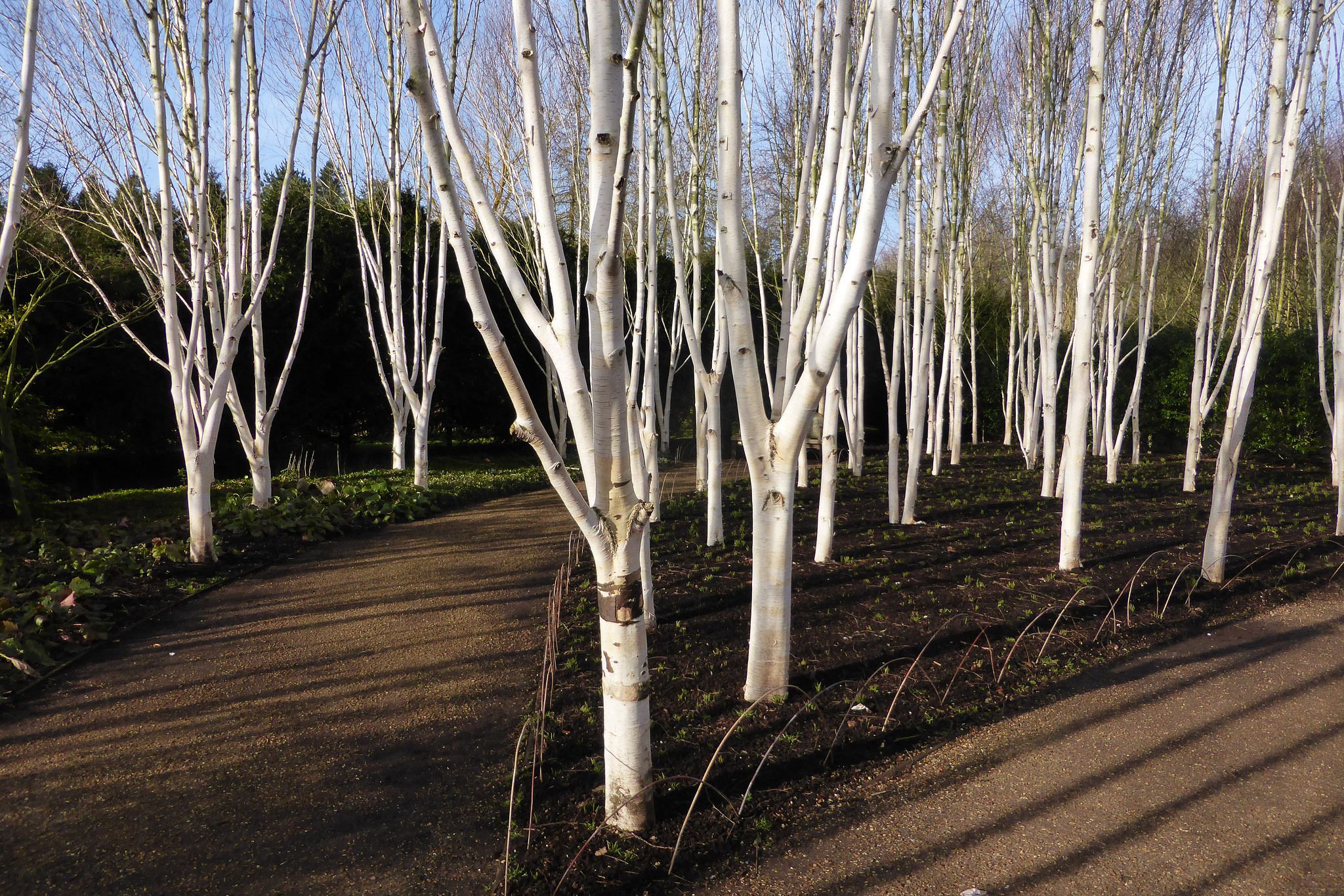 Meet 12 Species of Birch Trees - Betula Genus
