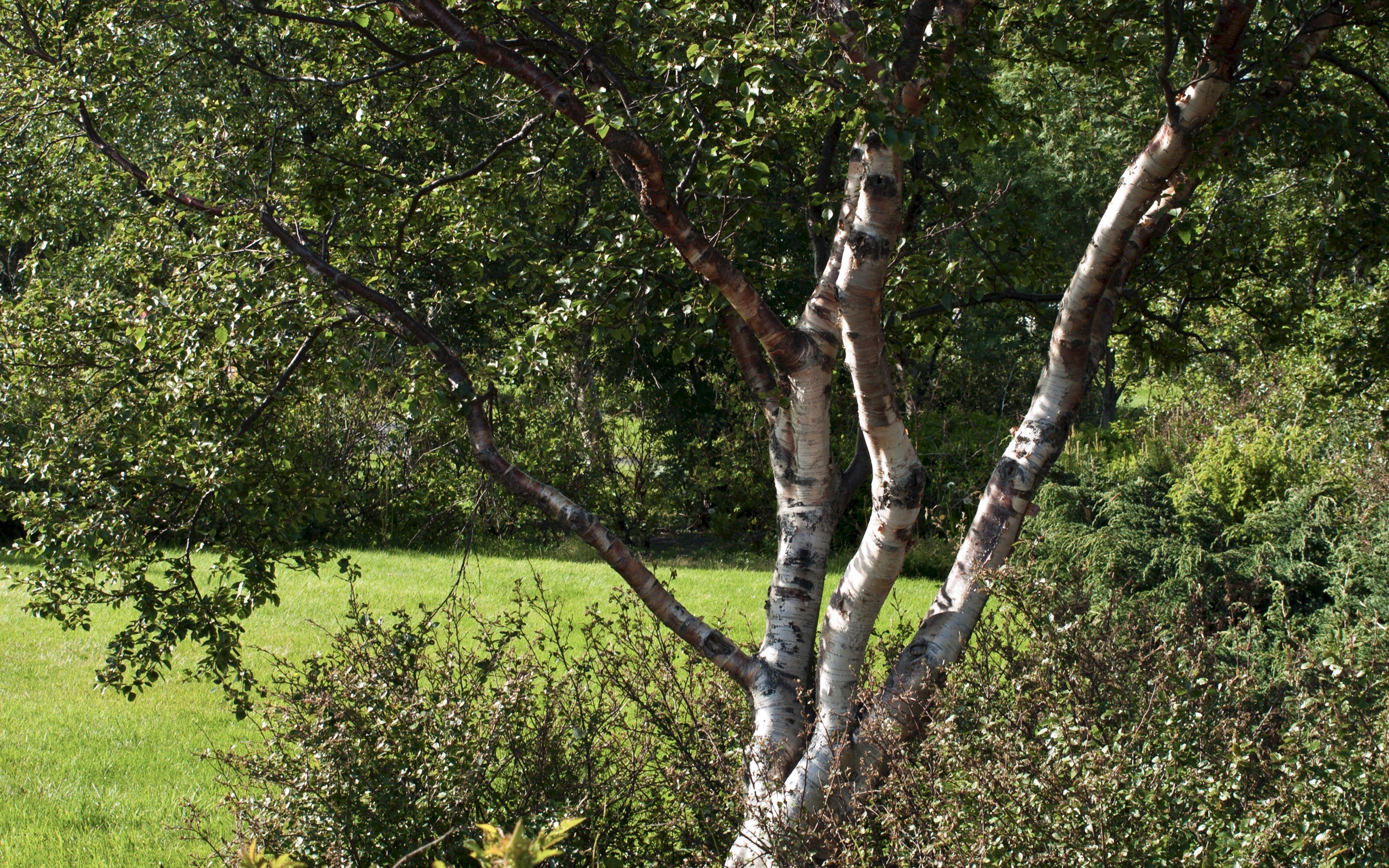 Gardening 101: Birch Tree - Gardenista