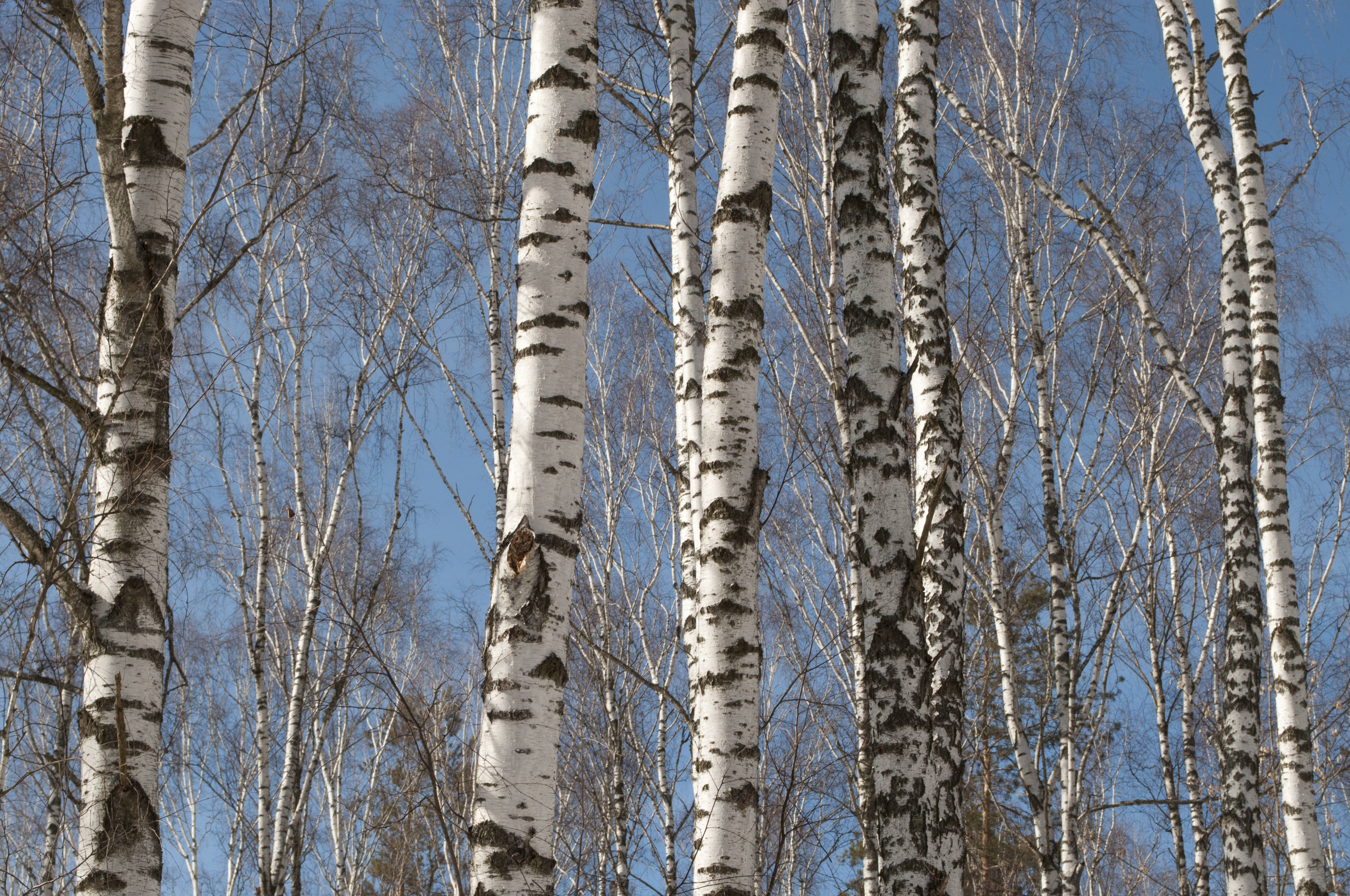 Birch trees photo