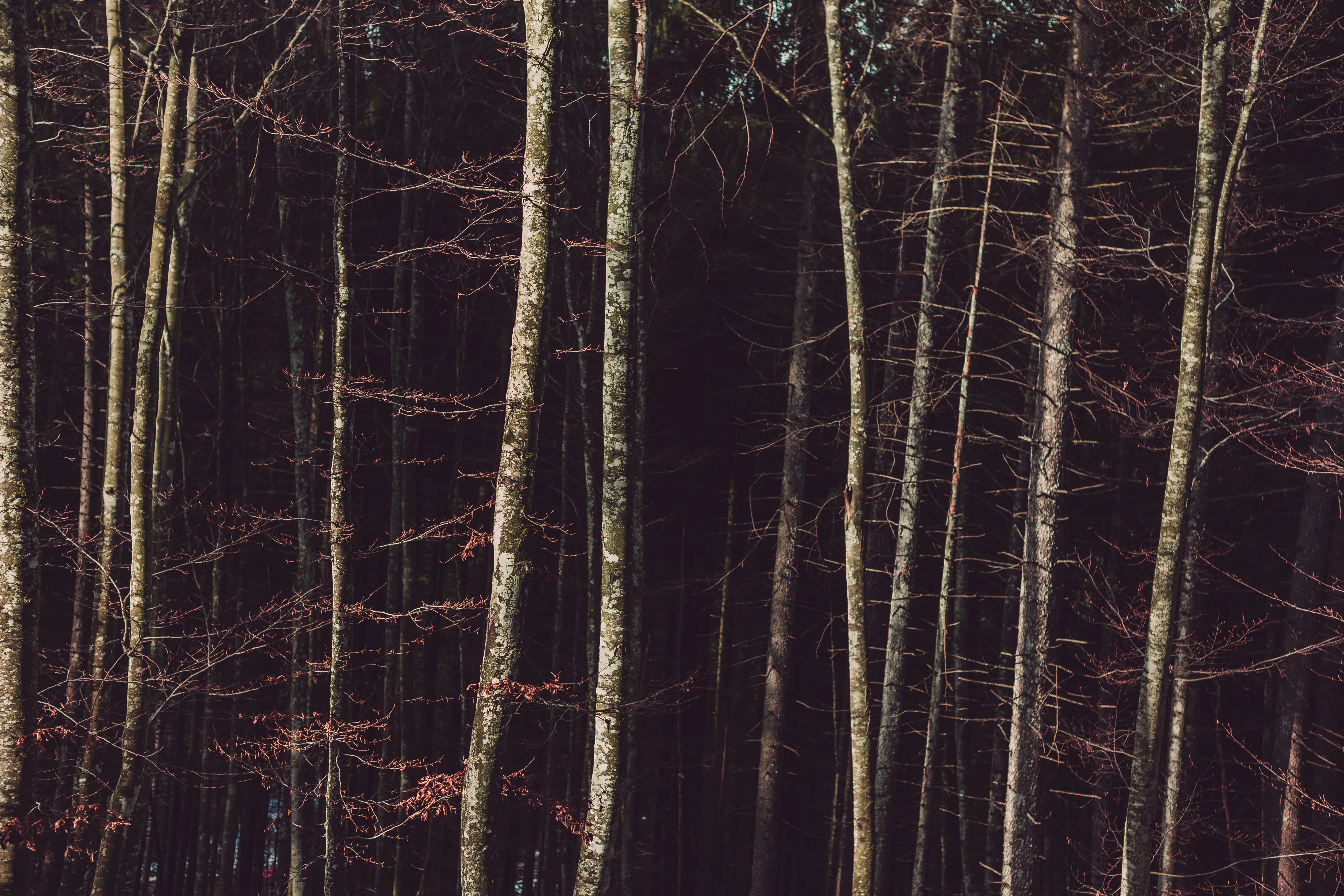 Birch trees on the forest photo