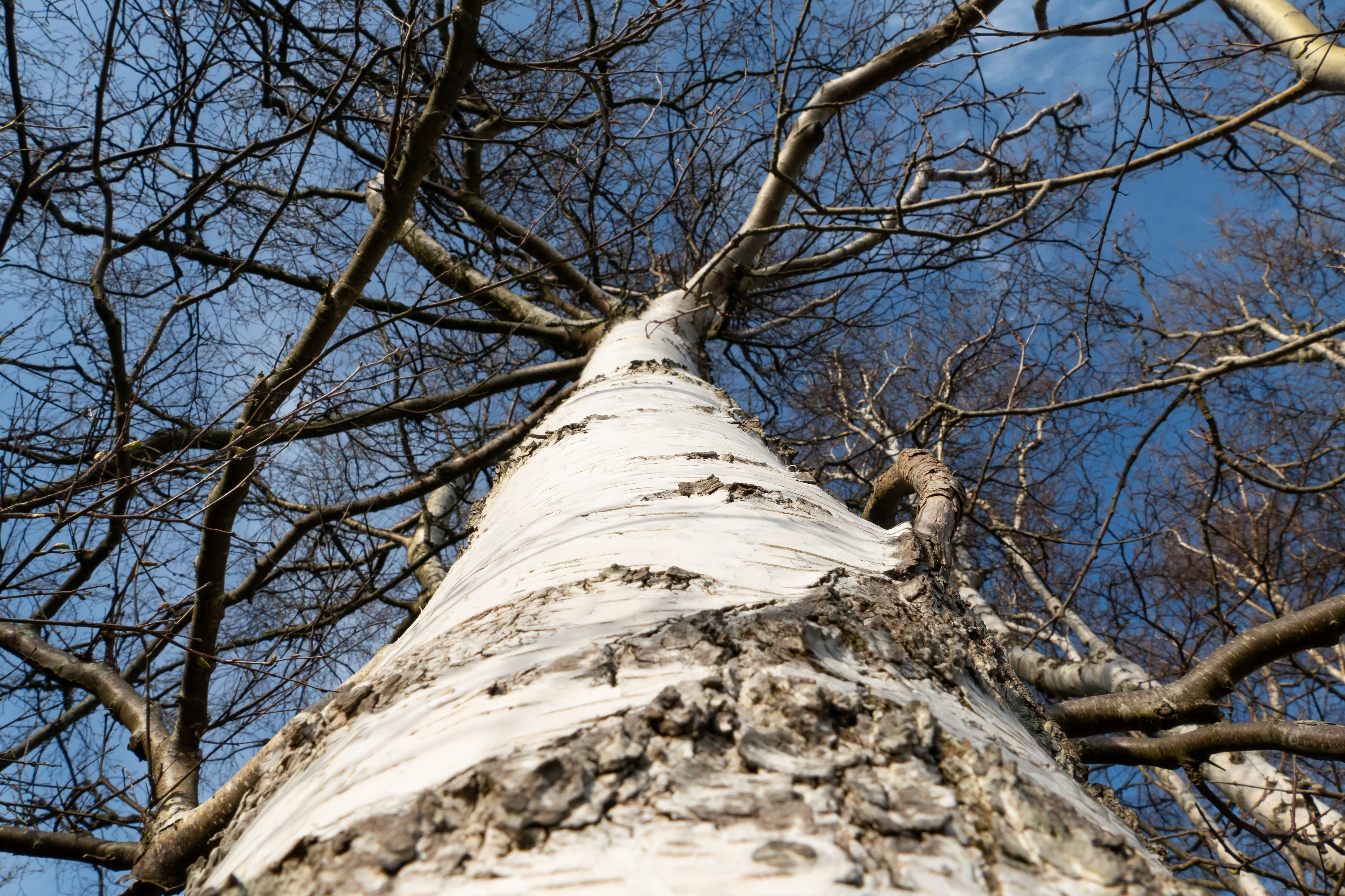 Birch trunk in Norrkila 1, Bare, Bark, Birch, Sky, HQ Photo