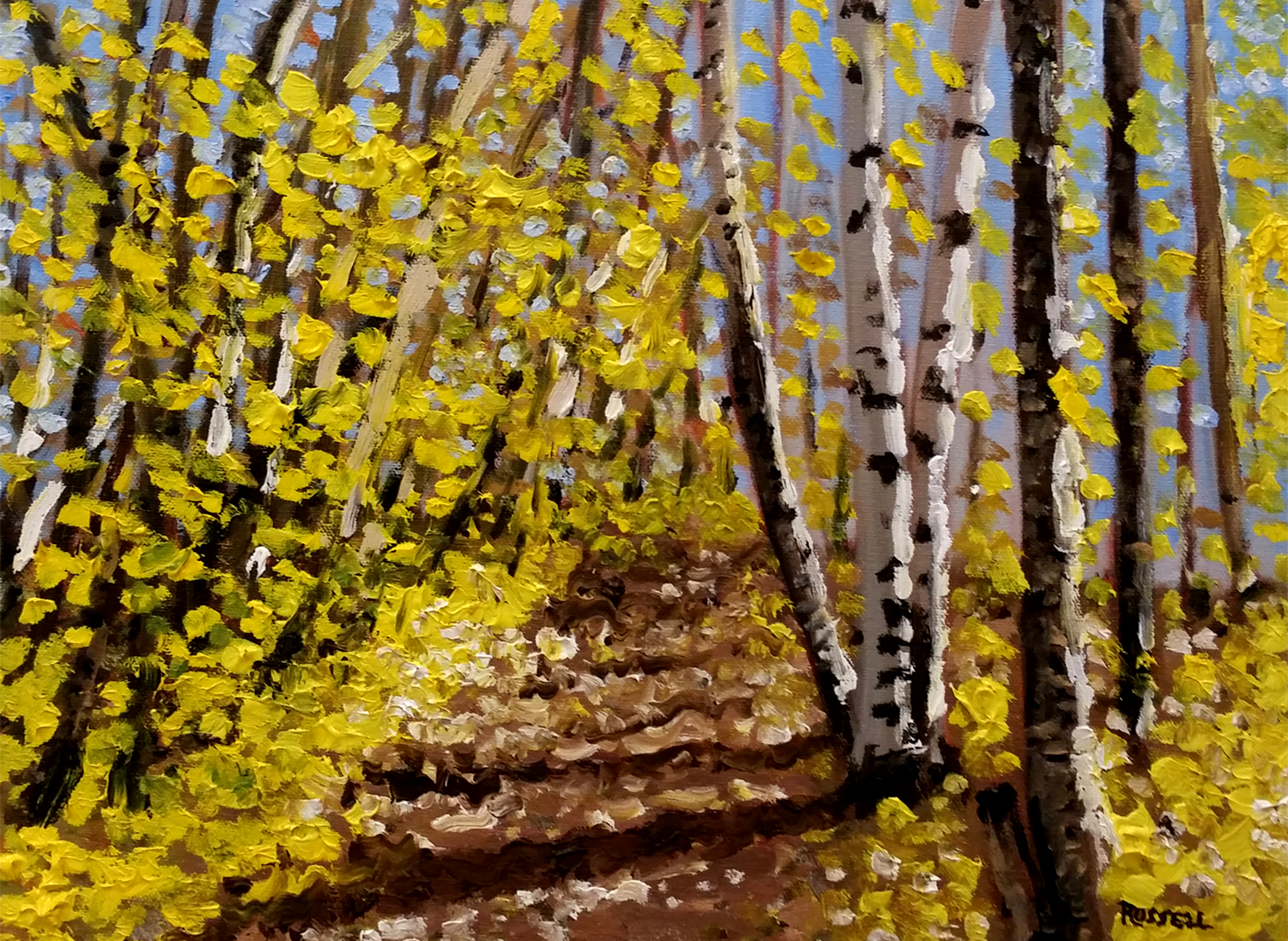Sunlit Birches