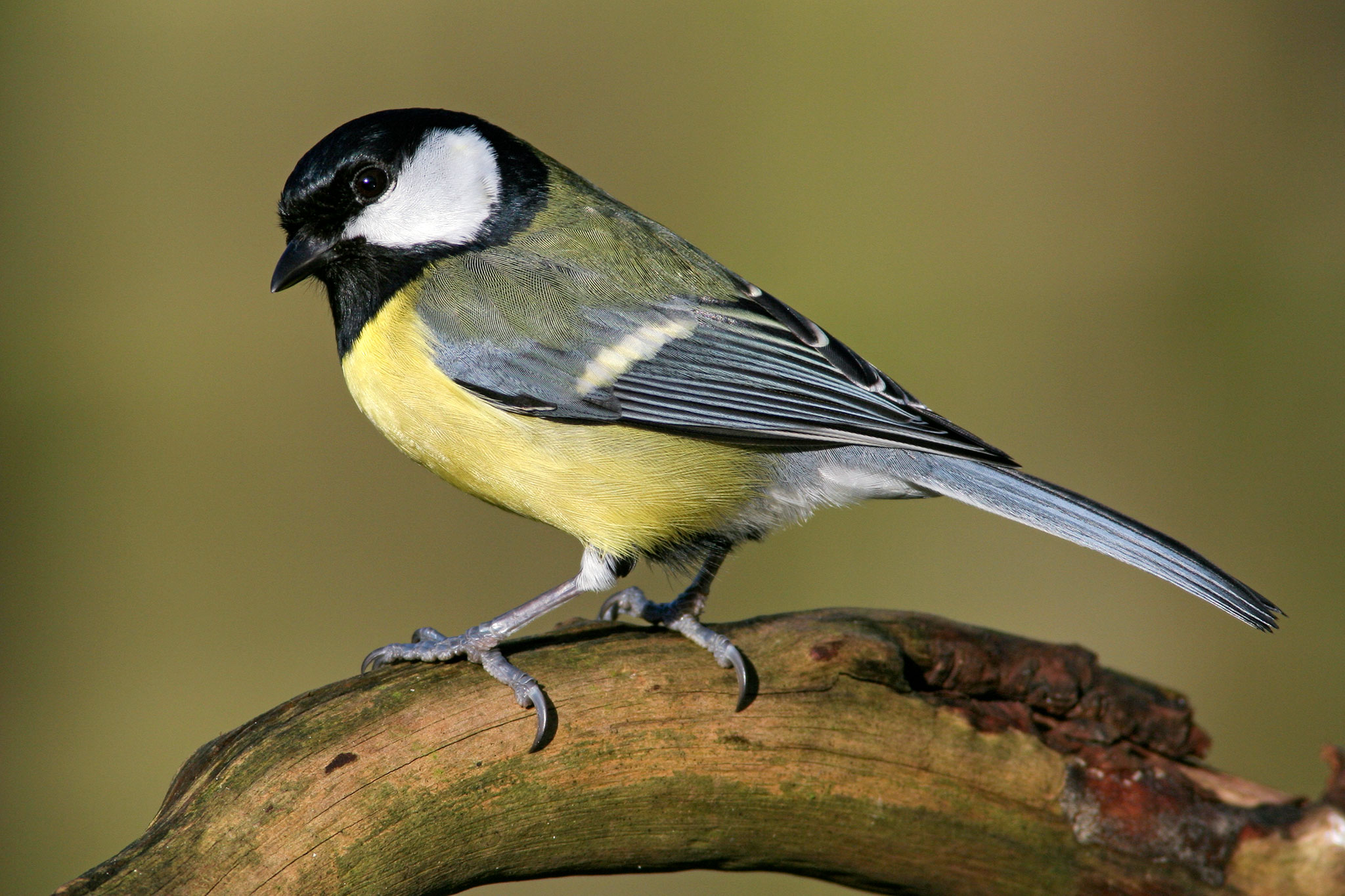 Great Tits May Be Evolving Bigger Beaks. Here's Why.