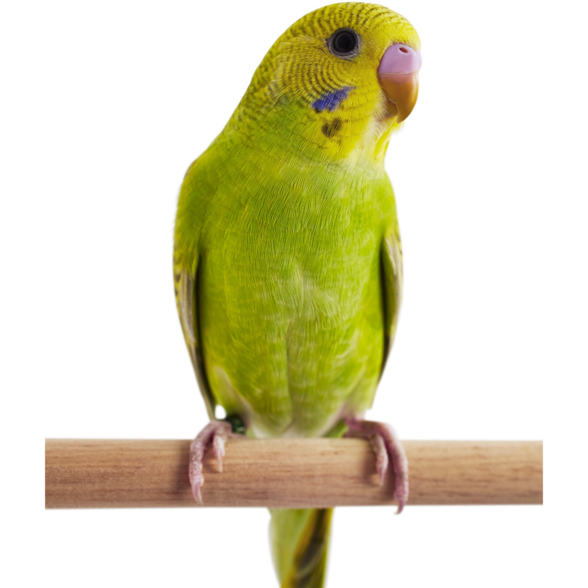 Live Pet Birds | Bird Shop | Petco
