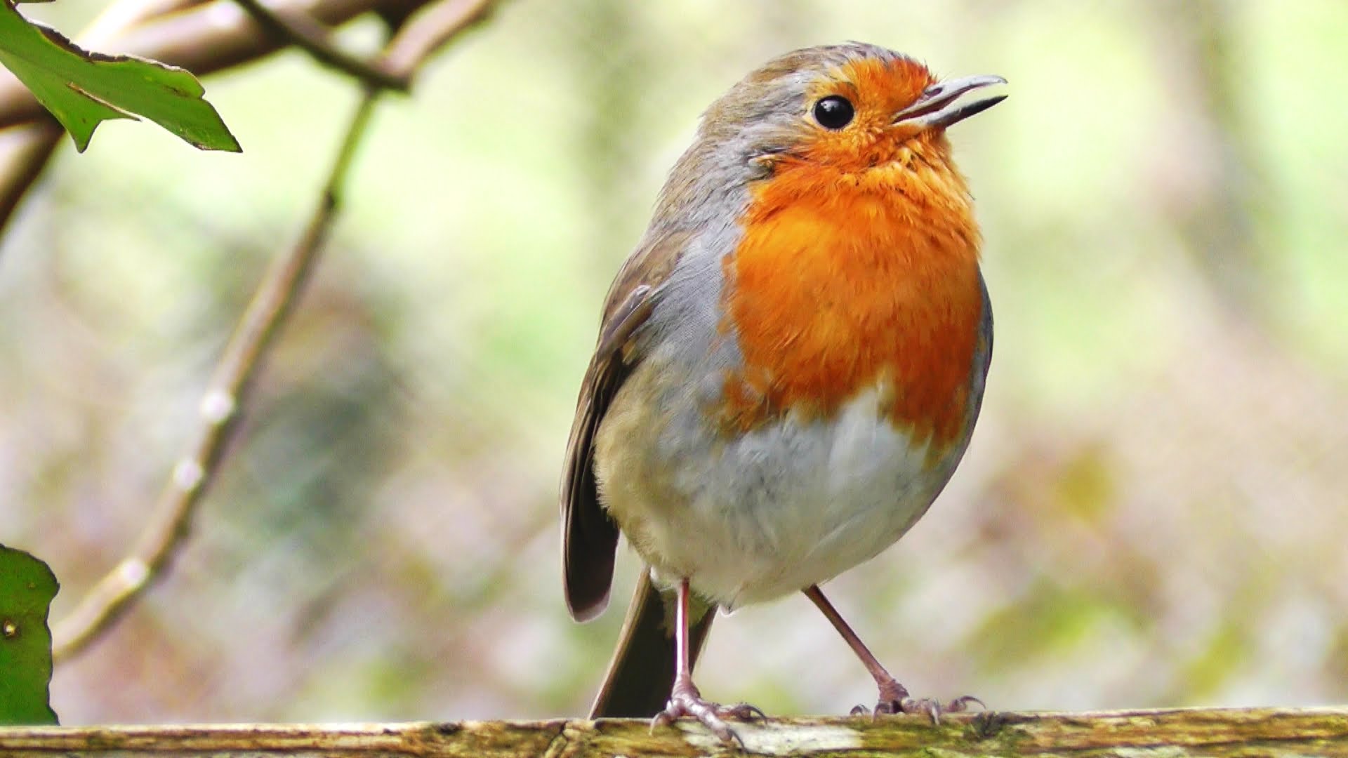 Robin Birds Chirping and Singing - Beautiful Bird Sounds and Bird ...
