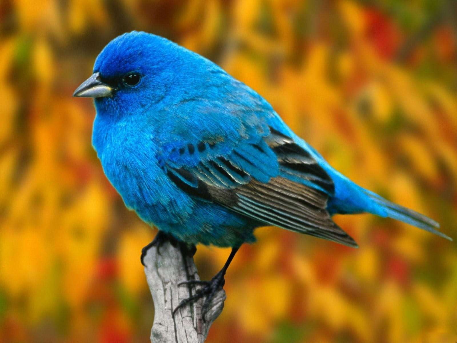 What are some symbol meanings of Bird