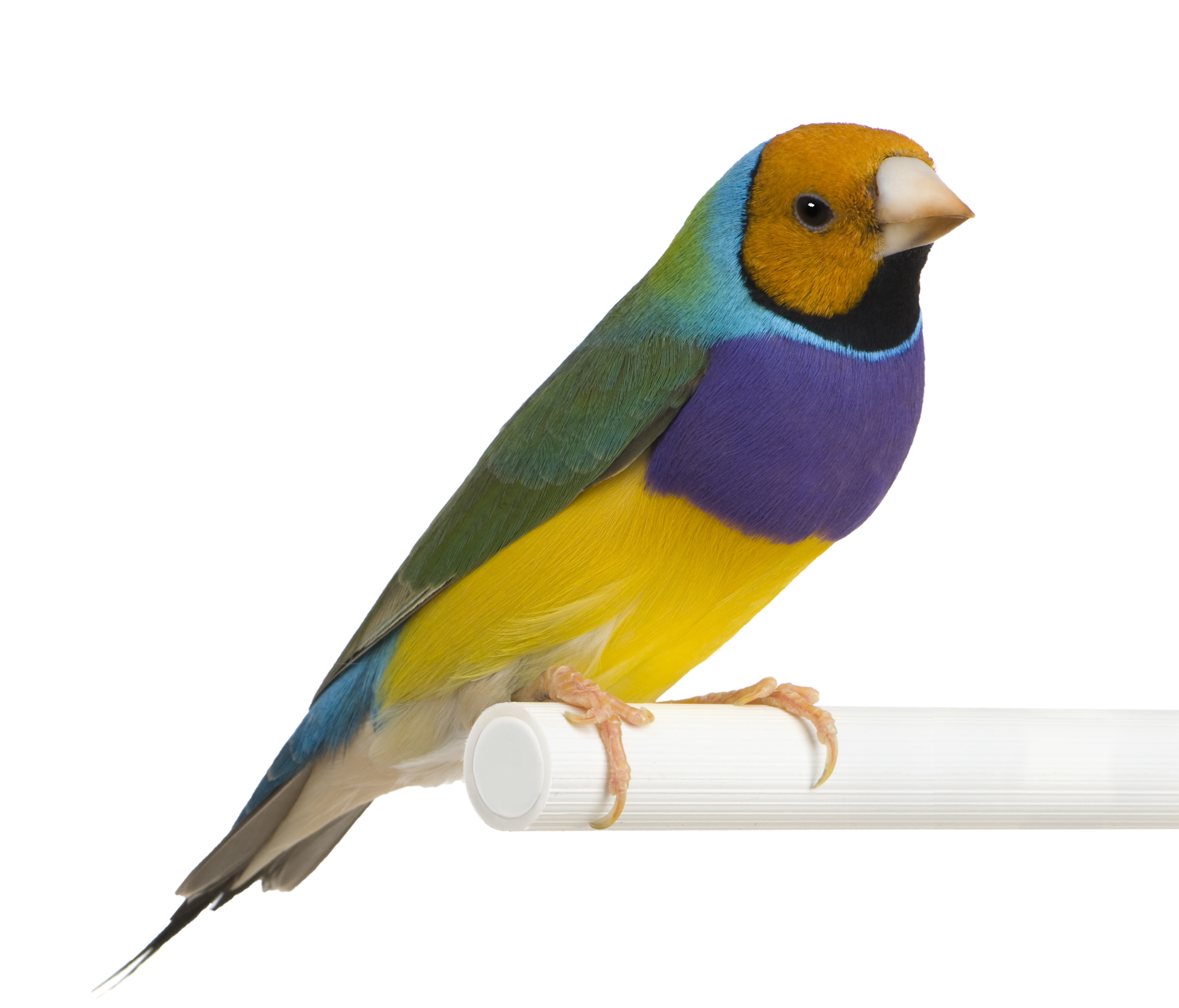 Guidelines for Placing Your Bird | Petfinder