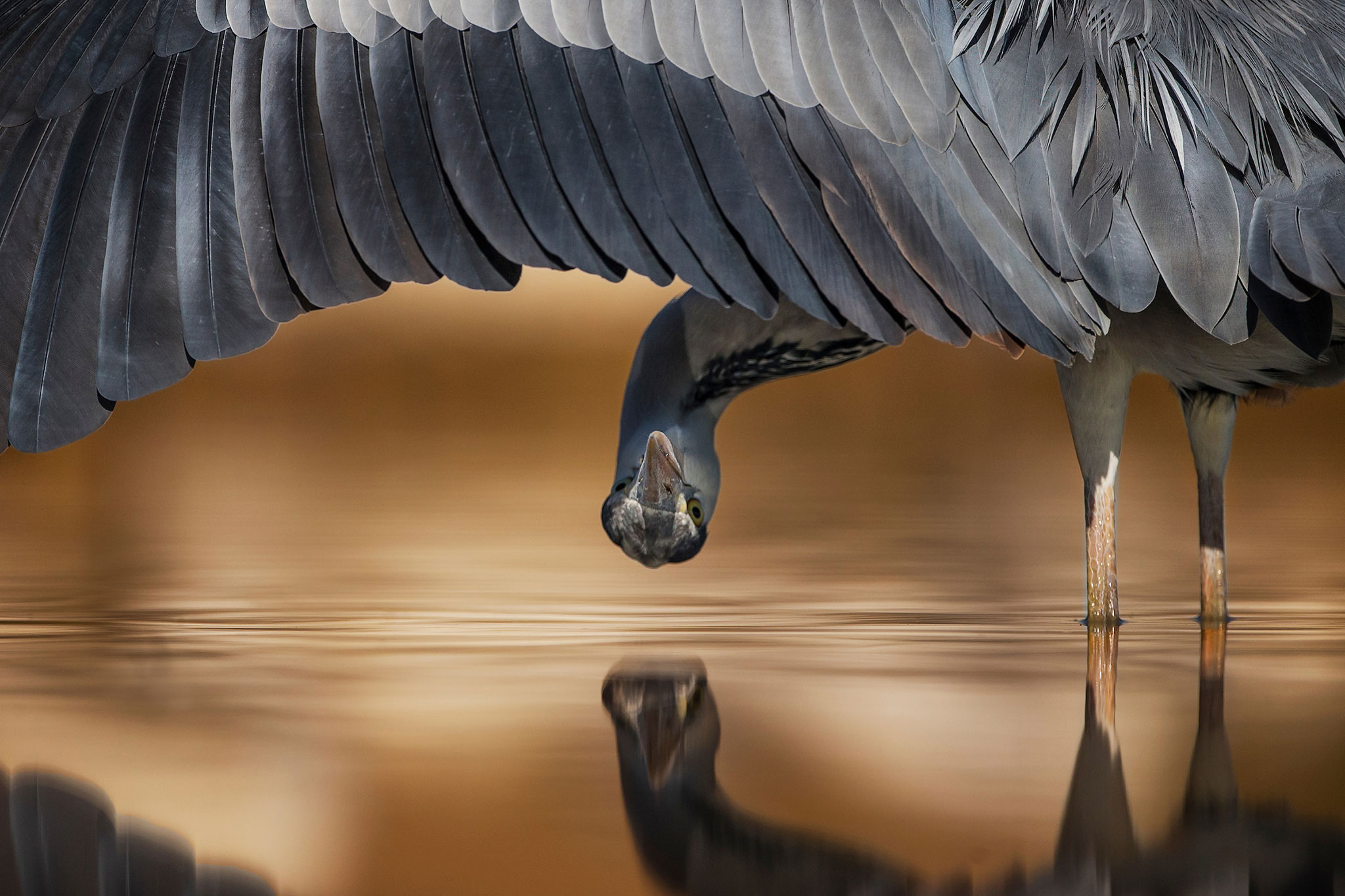13 Photos Capture the Beauty and Ferocity of Birds