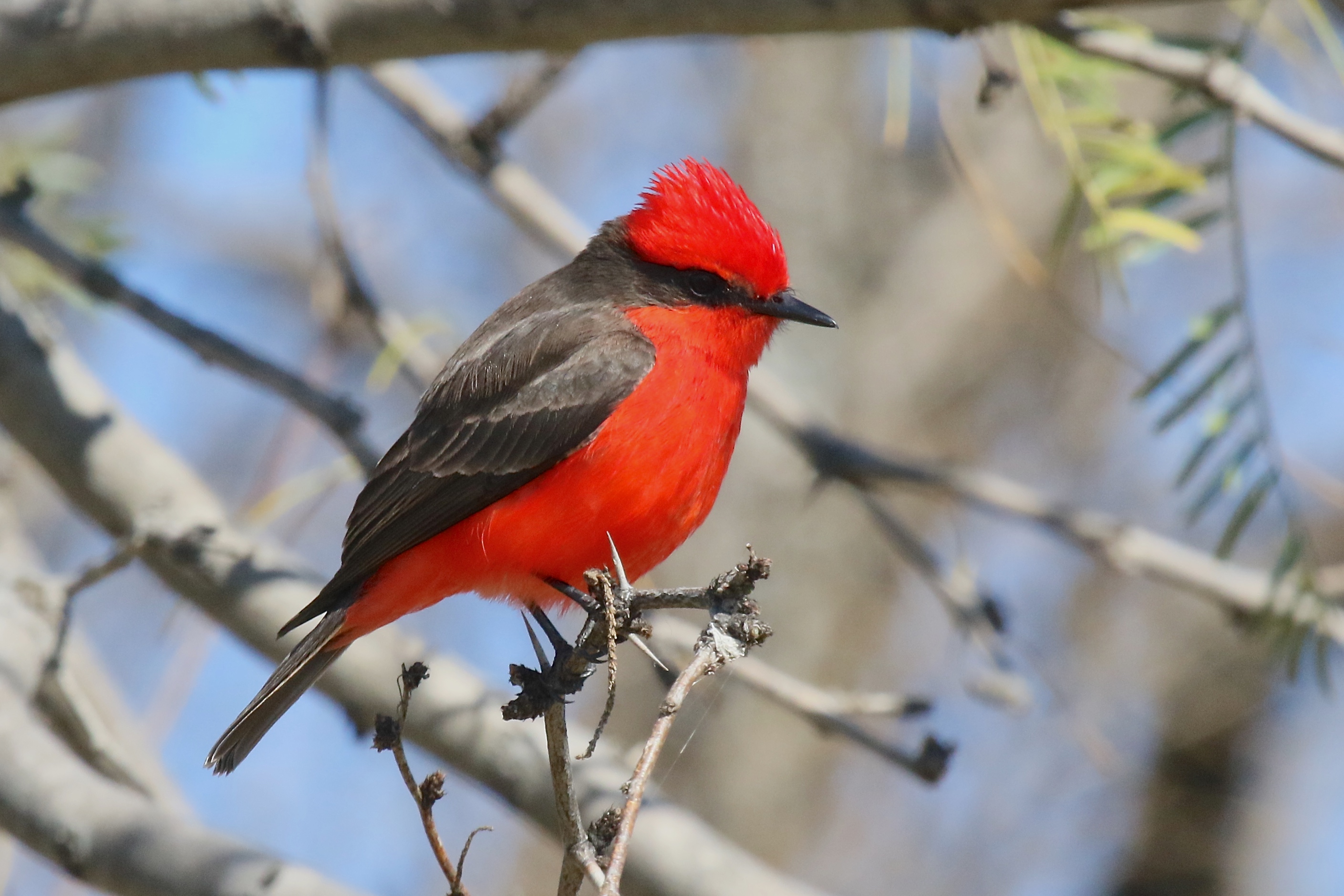 Rare Bird Alert: January 12, 2017 | Travis Audubon