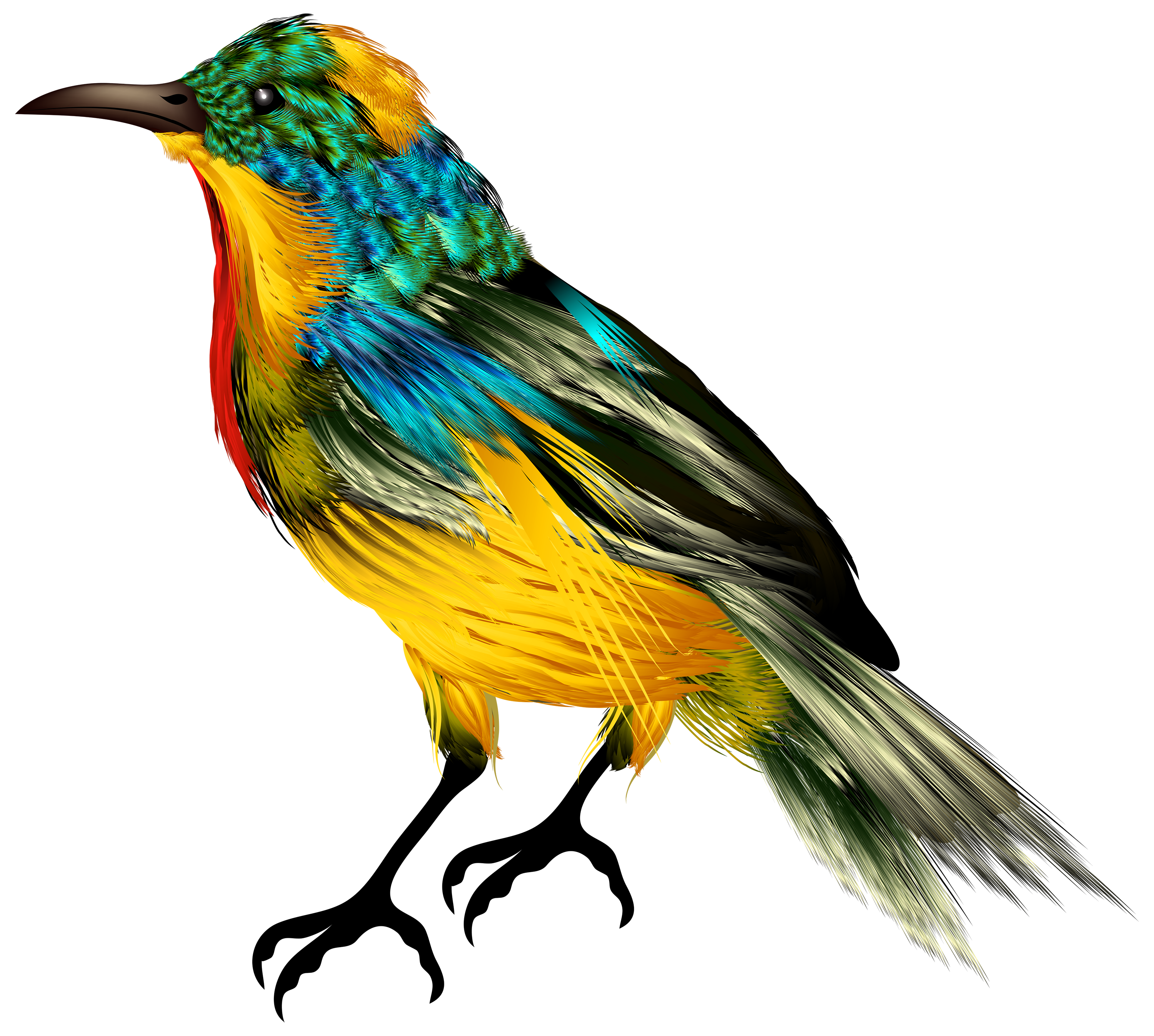 Colourful Bird PNG Clipart - Best WEB Clipart