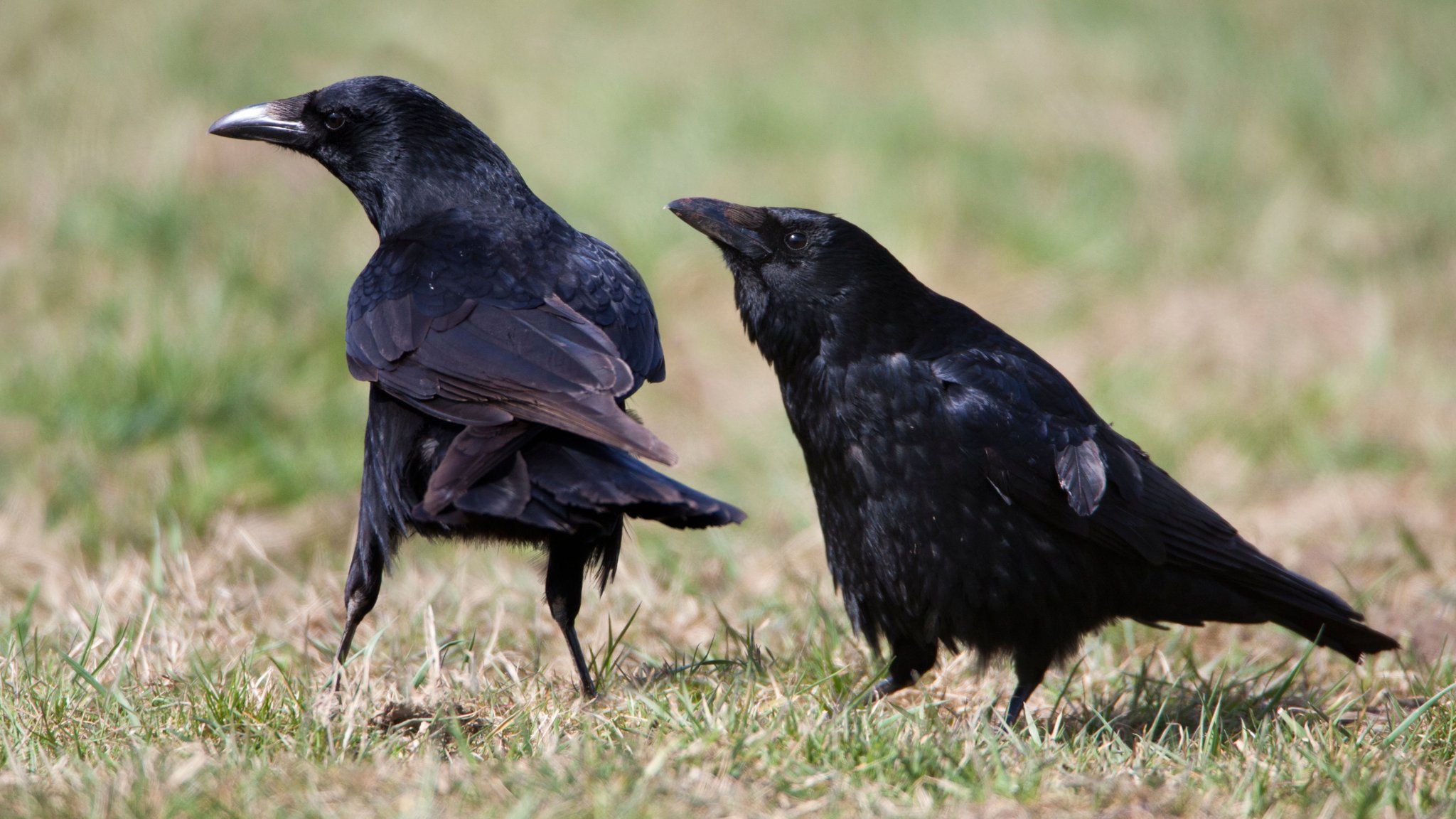 How a bird can chase off the black dog