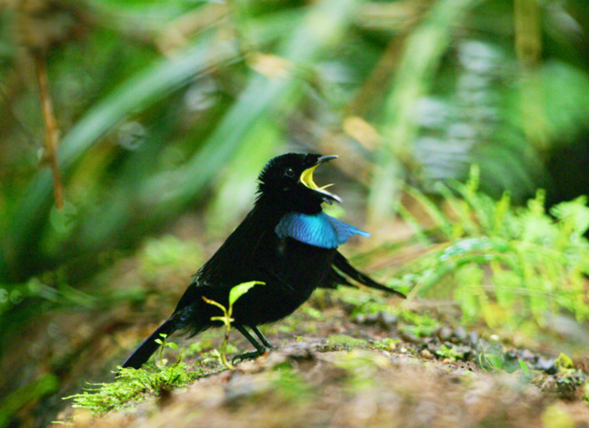 Vogelkop Superb Bird-of-Paradise Confirmed as New Species | Biology ...