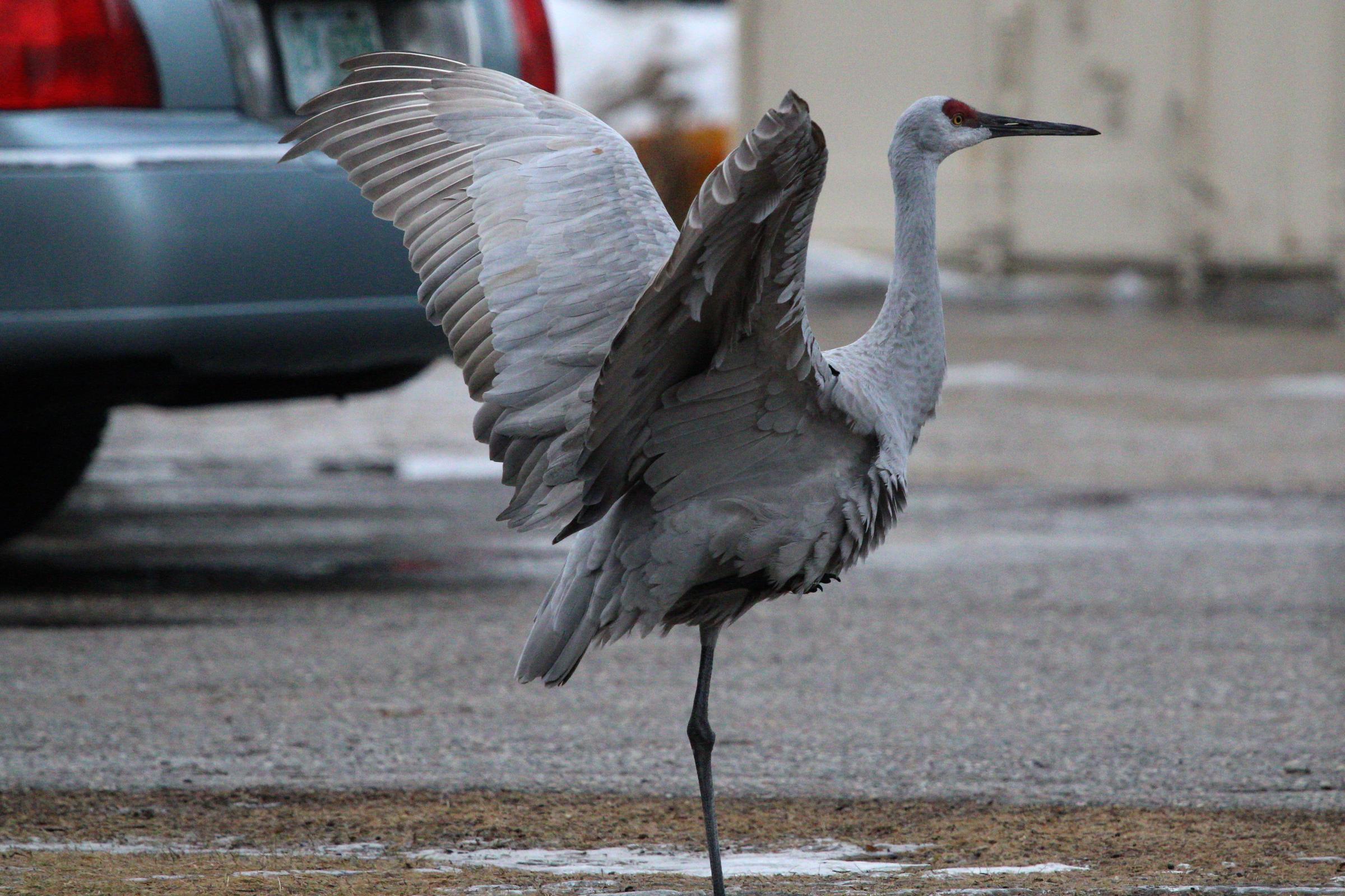 Meet Kevin the Crane, Rollinsford, N.H.'s Celebrity Bird | New ...